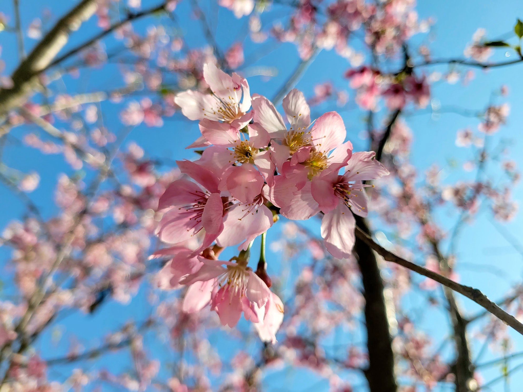 a cluster of cherry blossoms at HKIA Cherry Blossom Garden