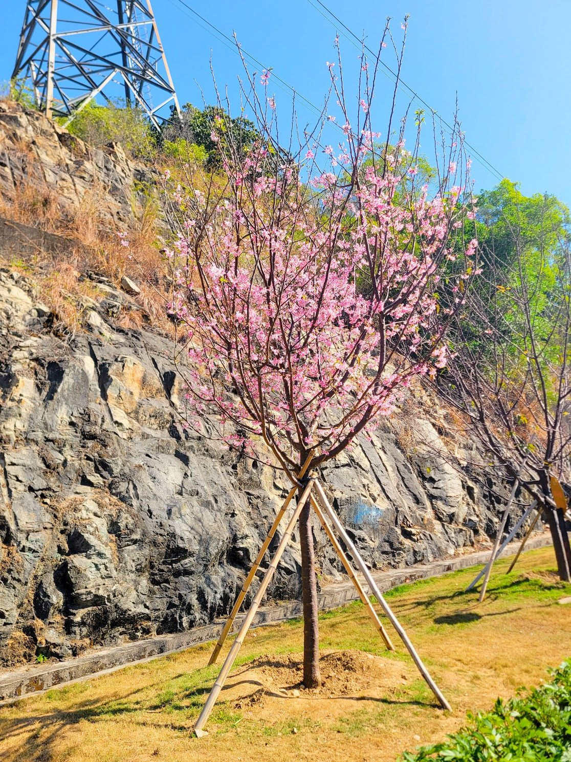 a flowering cherry tree at HKIA Cherry Blossom Garden