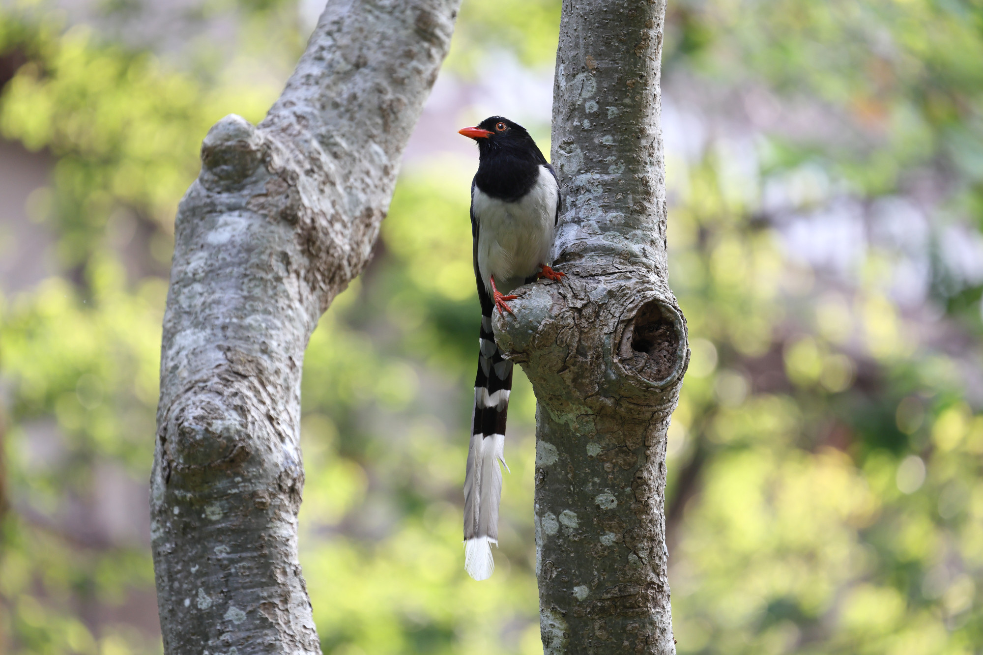 Red-billed blue magpie (Urocissa erythroryncha)