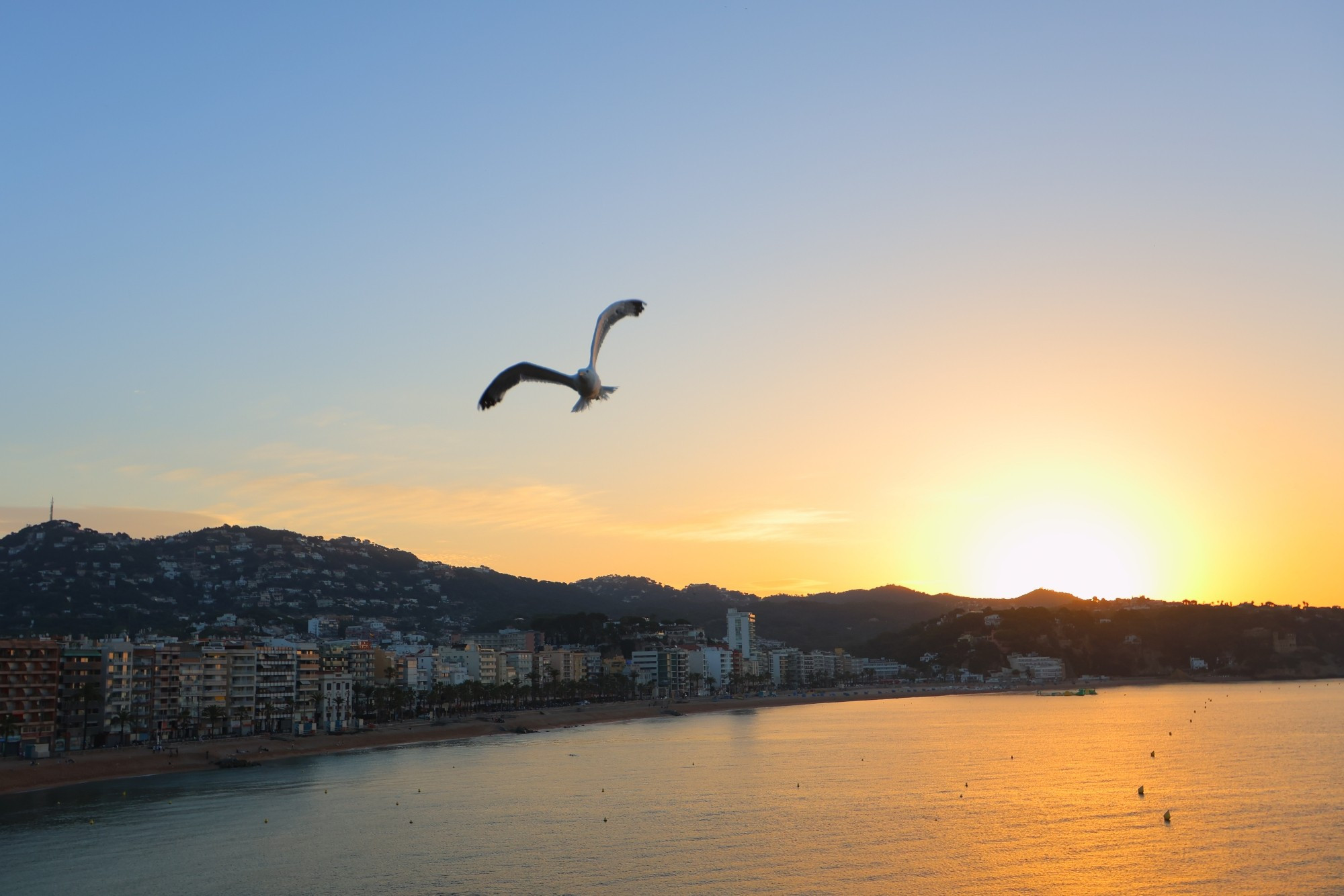 Sunrise on a clear day in Lloret de Mar, Catalonia, Spain. A seagull, flying towards the camera, is turning to the left of the picture. A beach with 5–6 storey buildings extends from the bottom left of the image towards the rising sun at the right middle of the image.