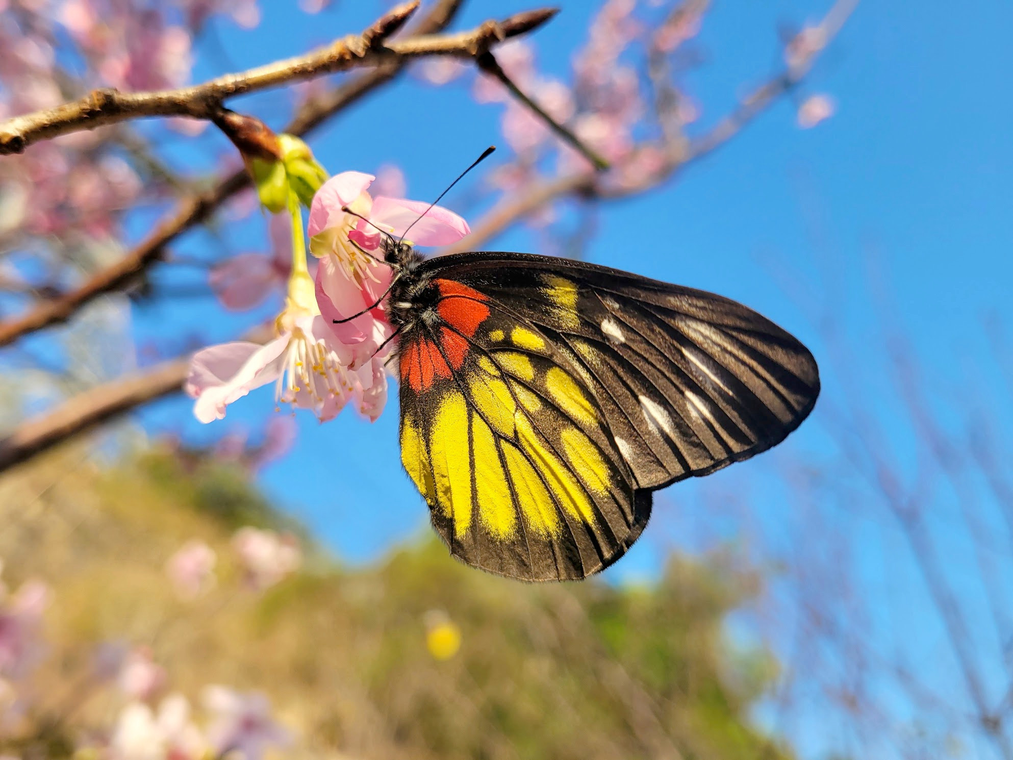 a butterfly perched on a cherry blossom at HKIA Cherry Blossom Garden