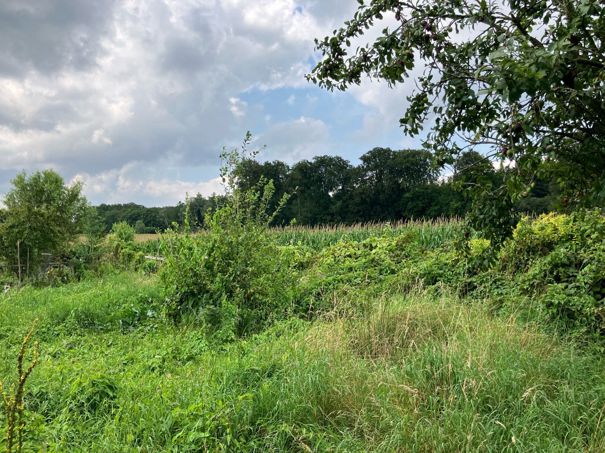 Deze kant (west) kijk ik meestal op tijdens avondeten. Ik kijk over de tuin van de buurman (de er niet veel is) over een maisakker op de bosrand van de Veluwezoom richting Posbank.