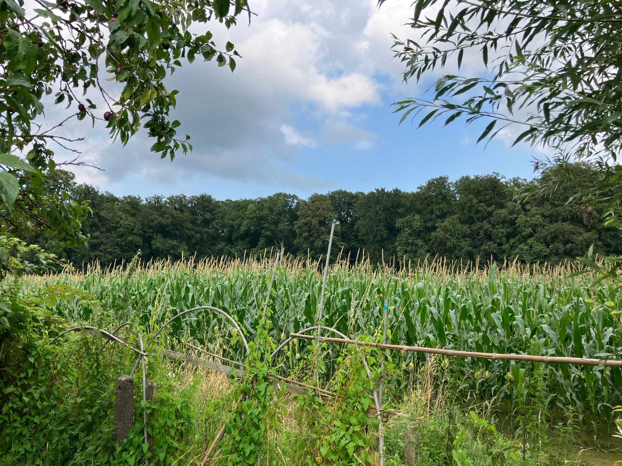 Dit is richting noord, over de maisakker richting de hoge beuken van Middachten.