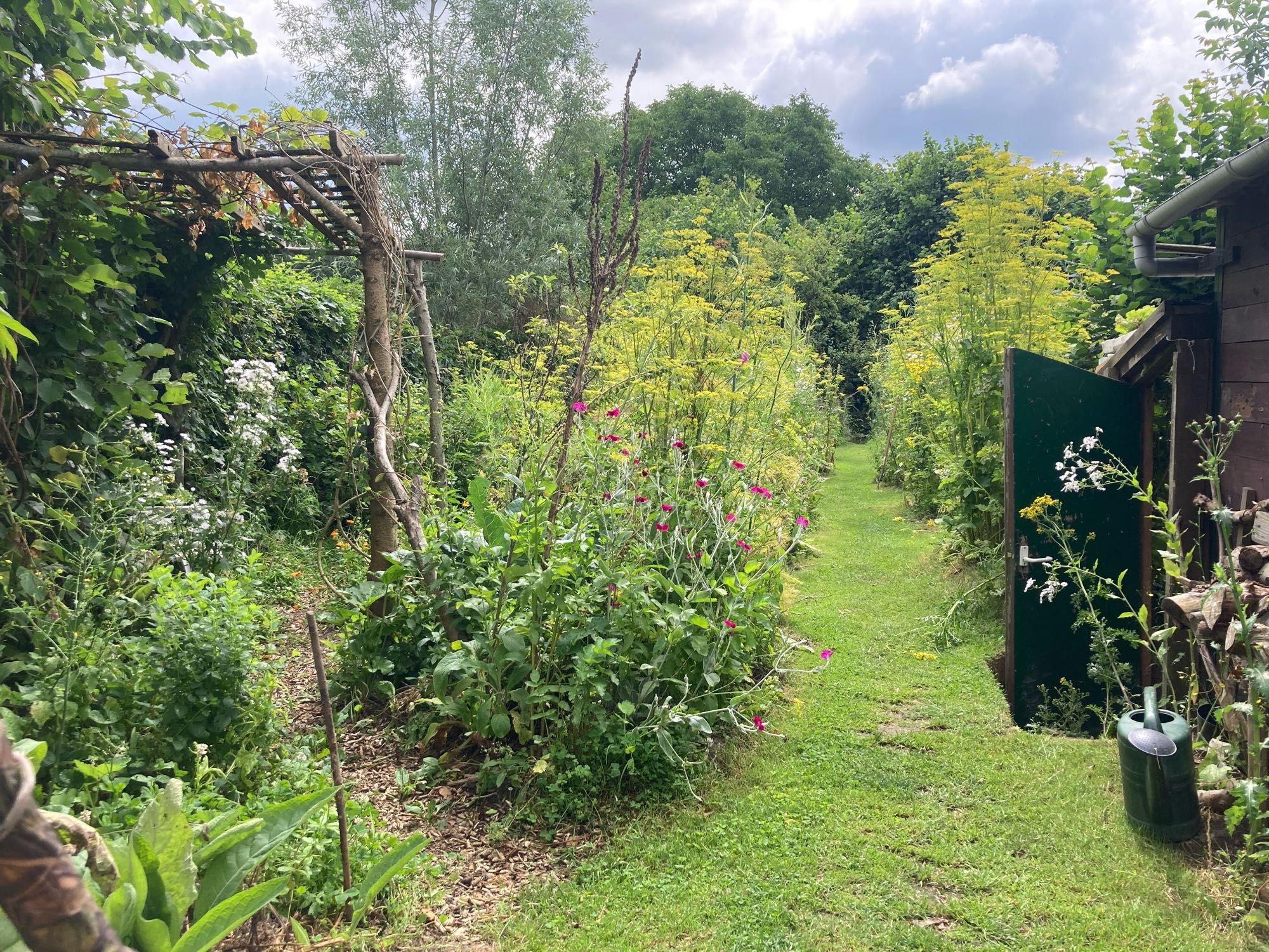 Uitzicht als ik koffiedrink op mijn moestuin. Je ziet een pergola en pad van gras en paden met houtsnippers. Rechts staat een tuinhuisje met zelf ontworpen en gebouwde ‘wallipini’. Op deze foto stonden de pastinaken (gele schermbloemen ) nog volop in bloei