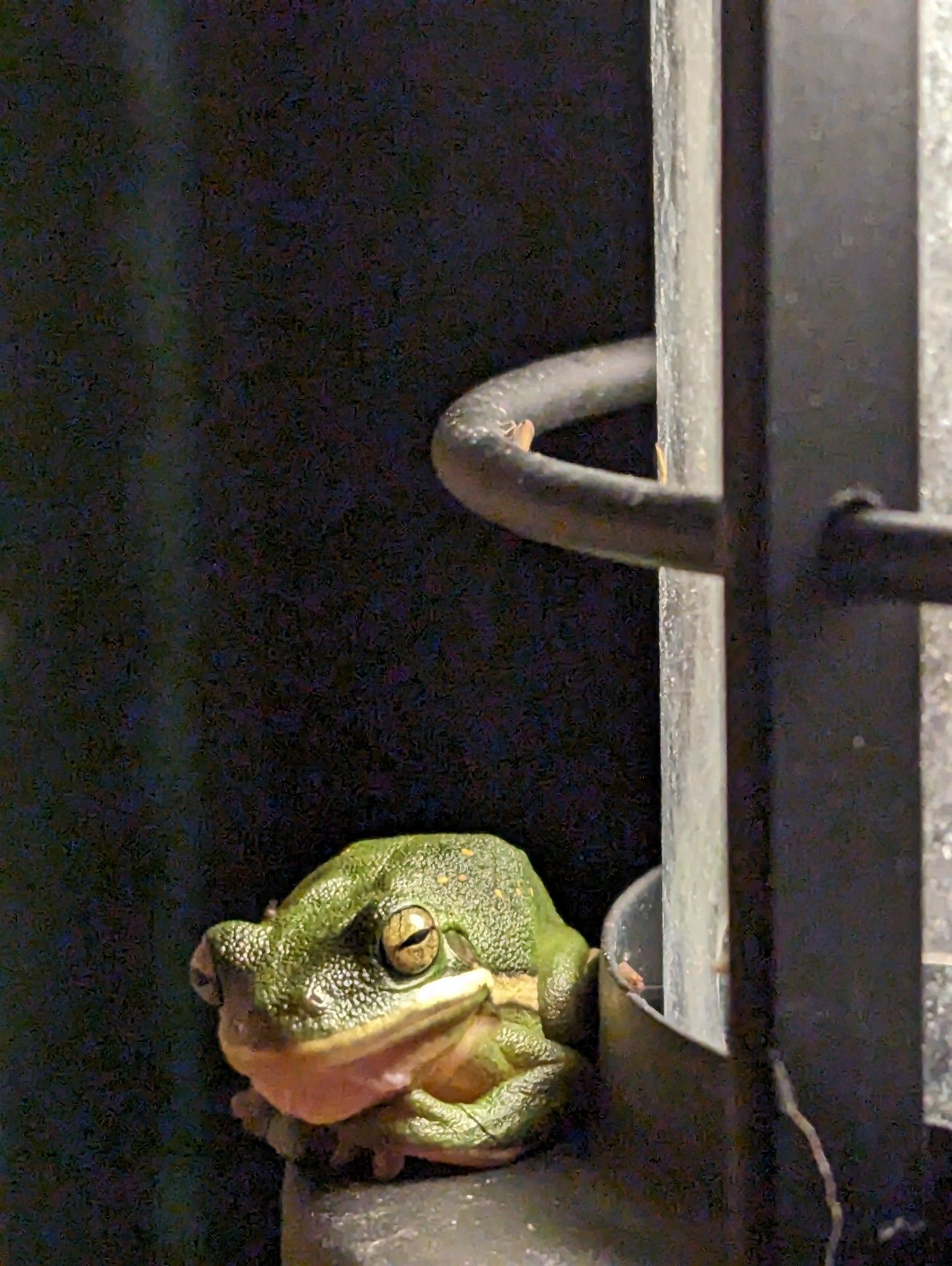 An emerald/forest green frog that lives in my flower garden. 
Here, they camp out on the front porch light at night for dinner. 