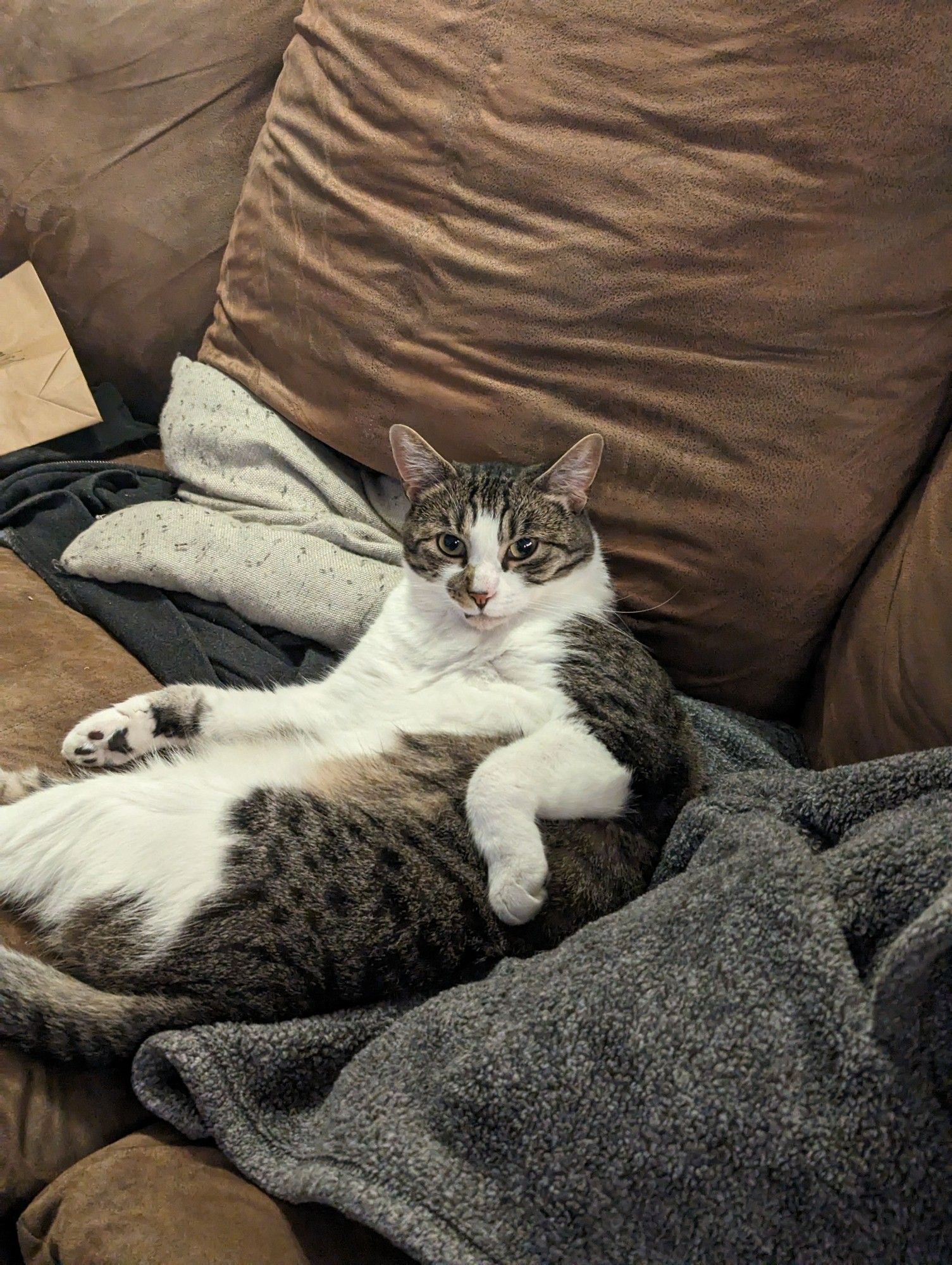 My newest and dumbest rescue cat, Nibbler, doing his best seductive pose. 