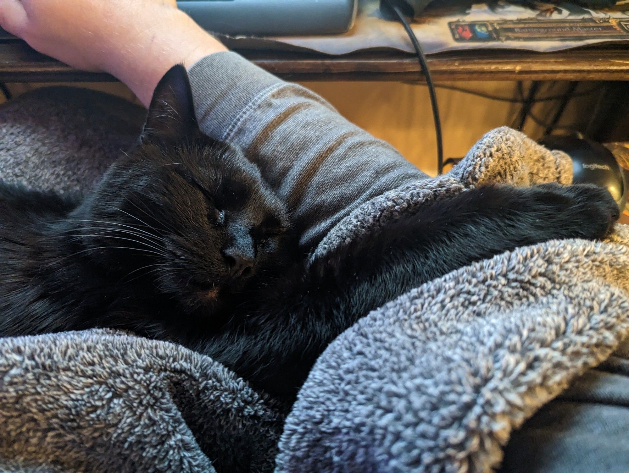 My black cat, Lamora, hugs my arm while I work.