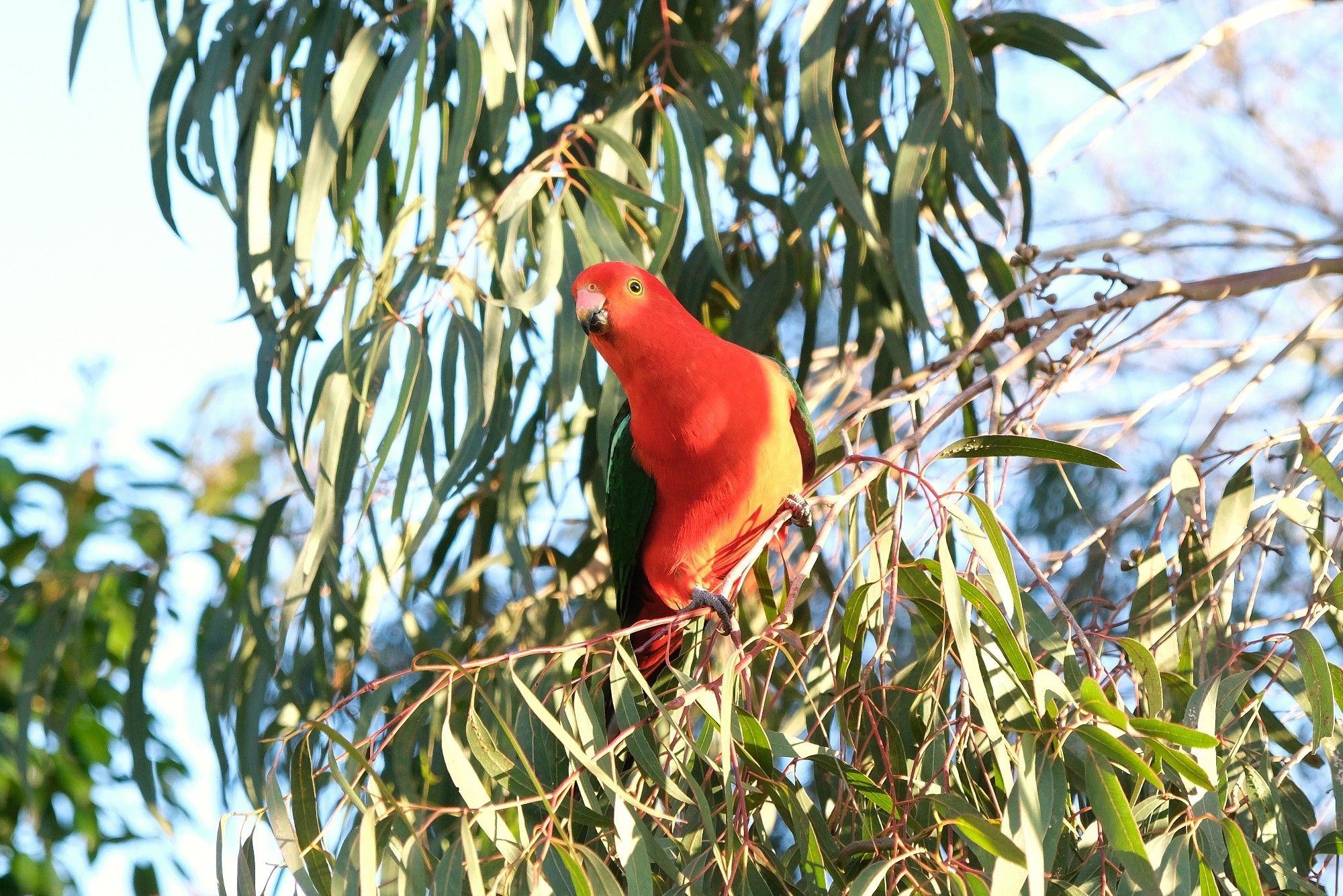 Large male red and green Australian King Parrot in eucalyptus tree.