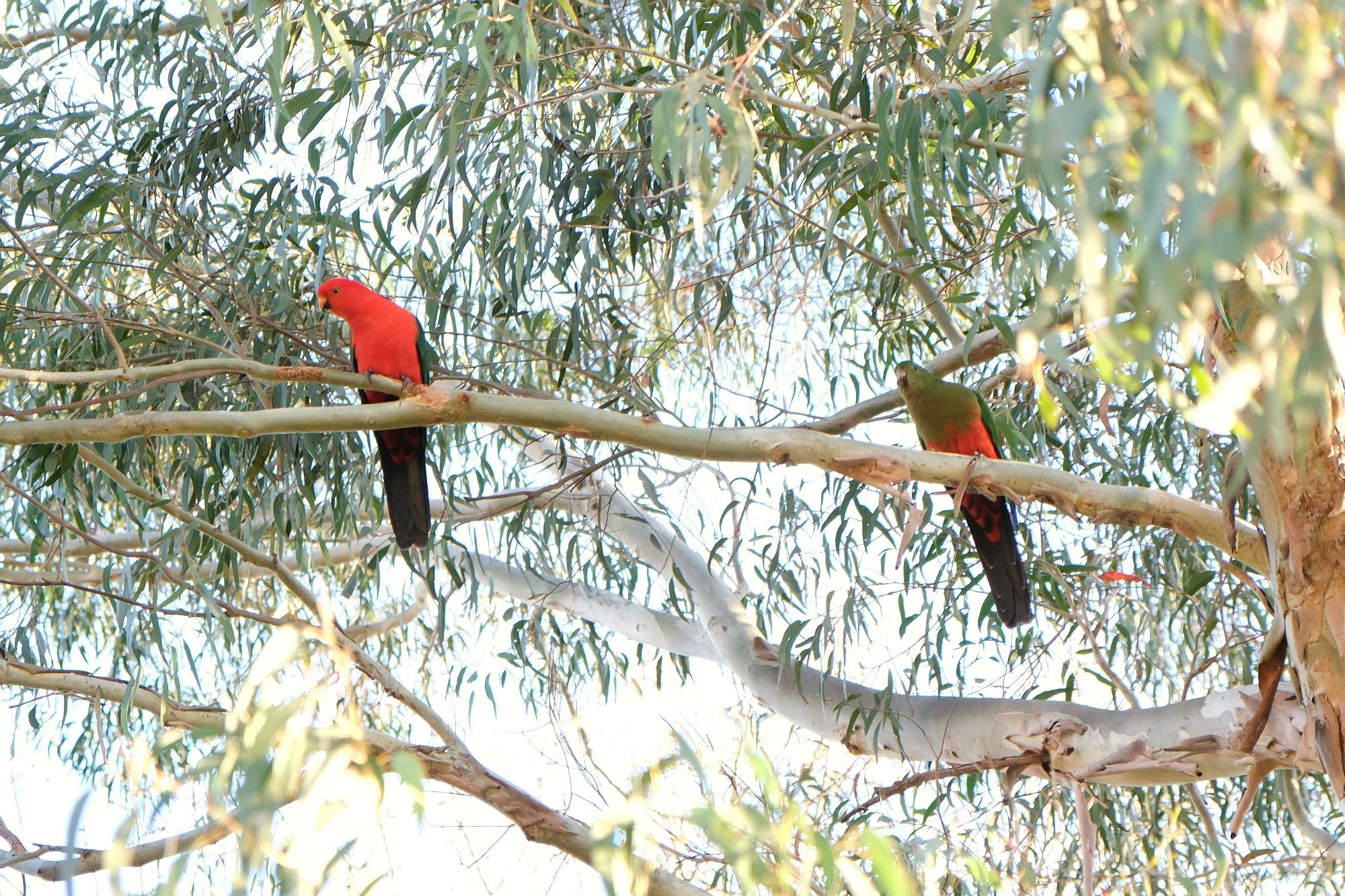 Male female pair of Australian King Parrots in eucalyptus tree. Male has a vibrant red head and body with green wings. The female has muted green head and wings with a red-orange lower body.