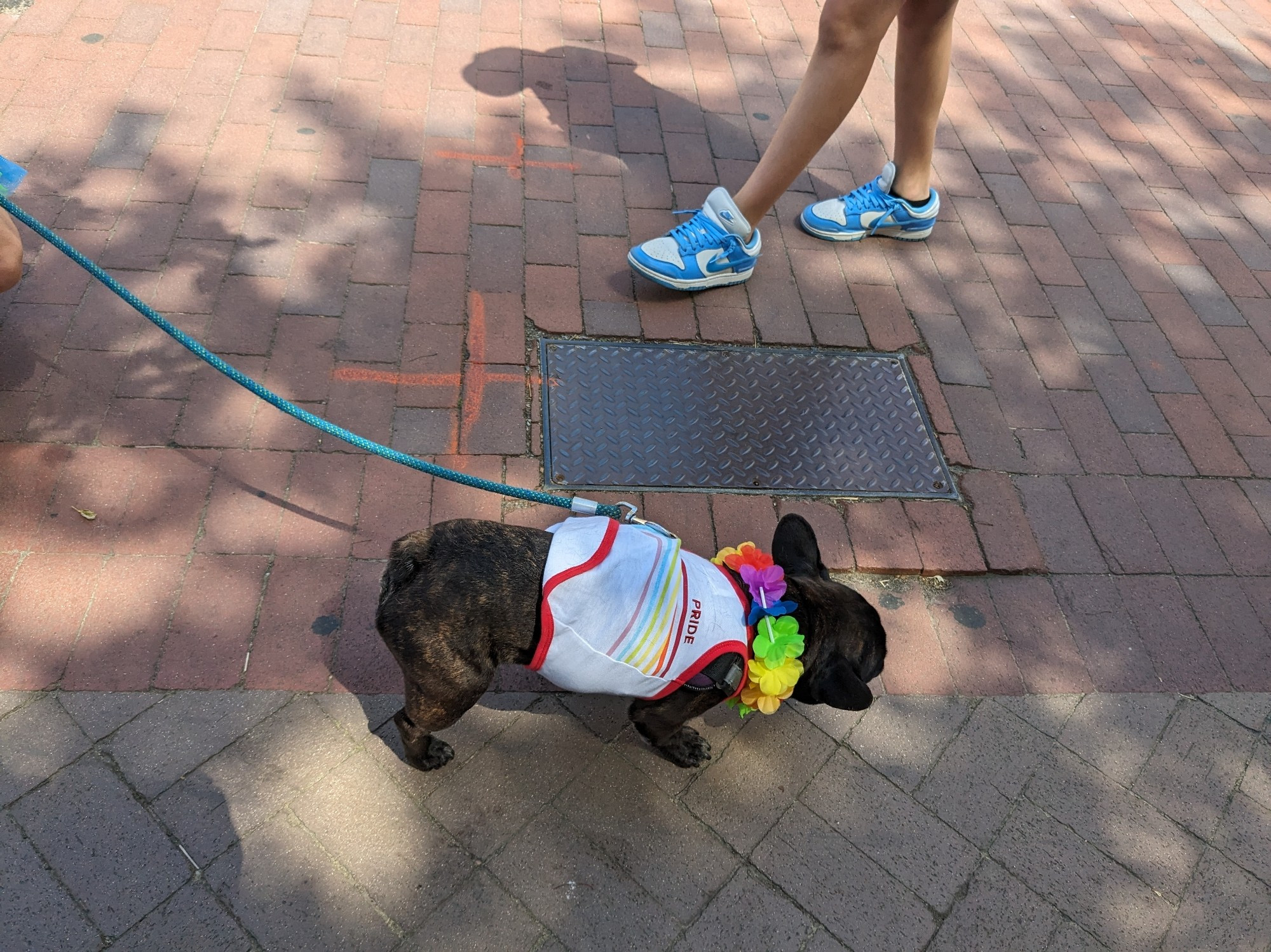 Doggy with Pride shirt and lei