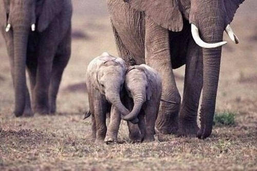 Two young elephants leaning on each other and holding trunks in a supportive manner.