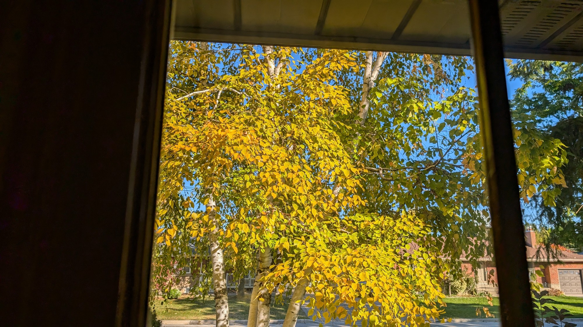 A birch tree outside a window with most of its leaves turned yellow.