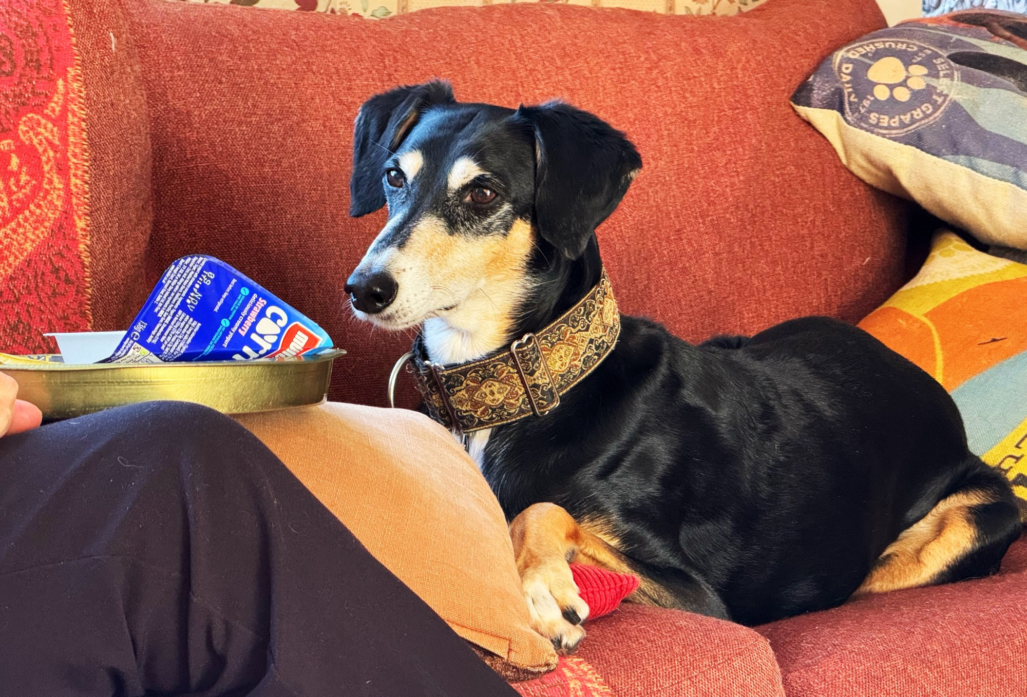 A black and tan saluki/lurcher dog watching a yogurt pot which she’s totally gonna get to lick out probably. 