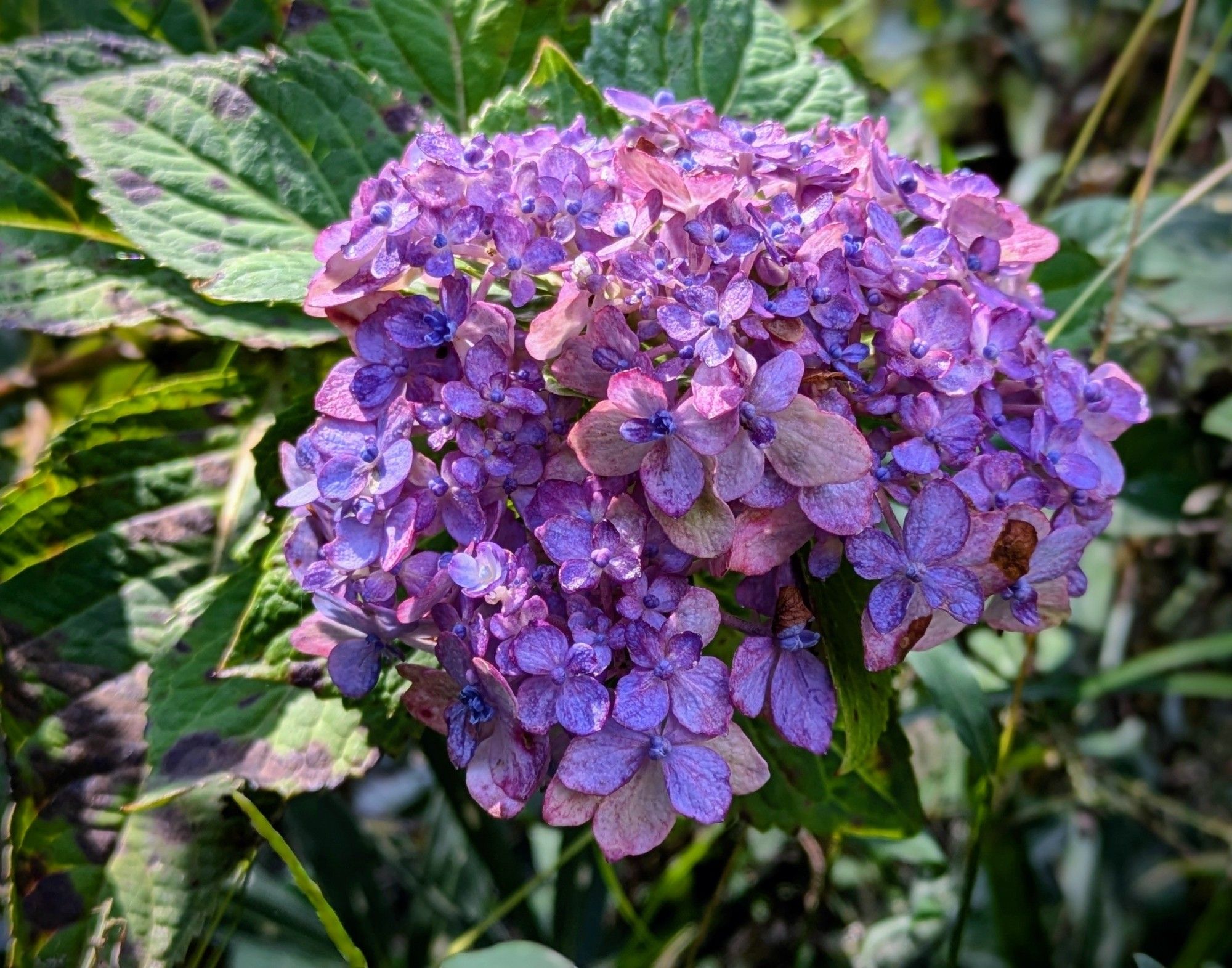 ややくすんだ色合いの紫陽花、ピンクと紫色の混ざったような色。