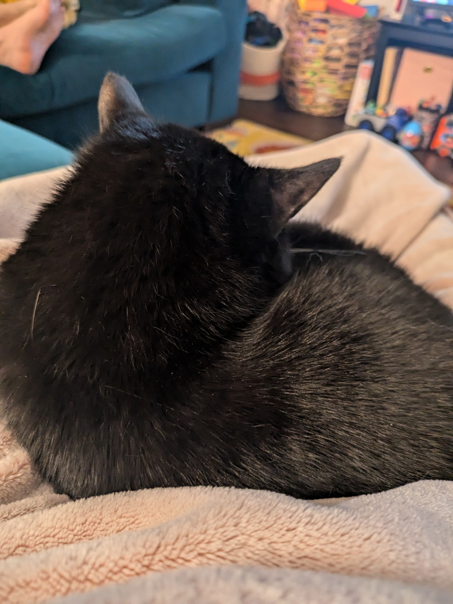 Photo of a mostly black cat curled up sleeping in a pink fluffy blanket covered lap.