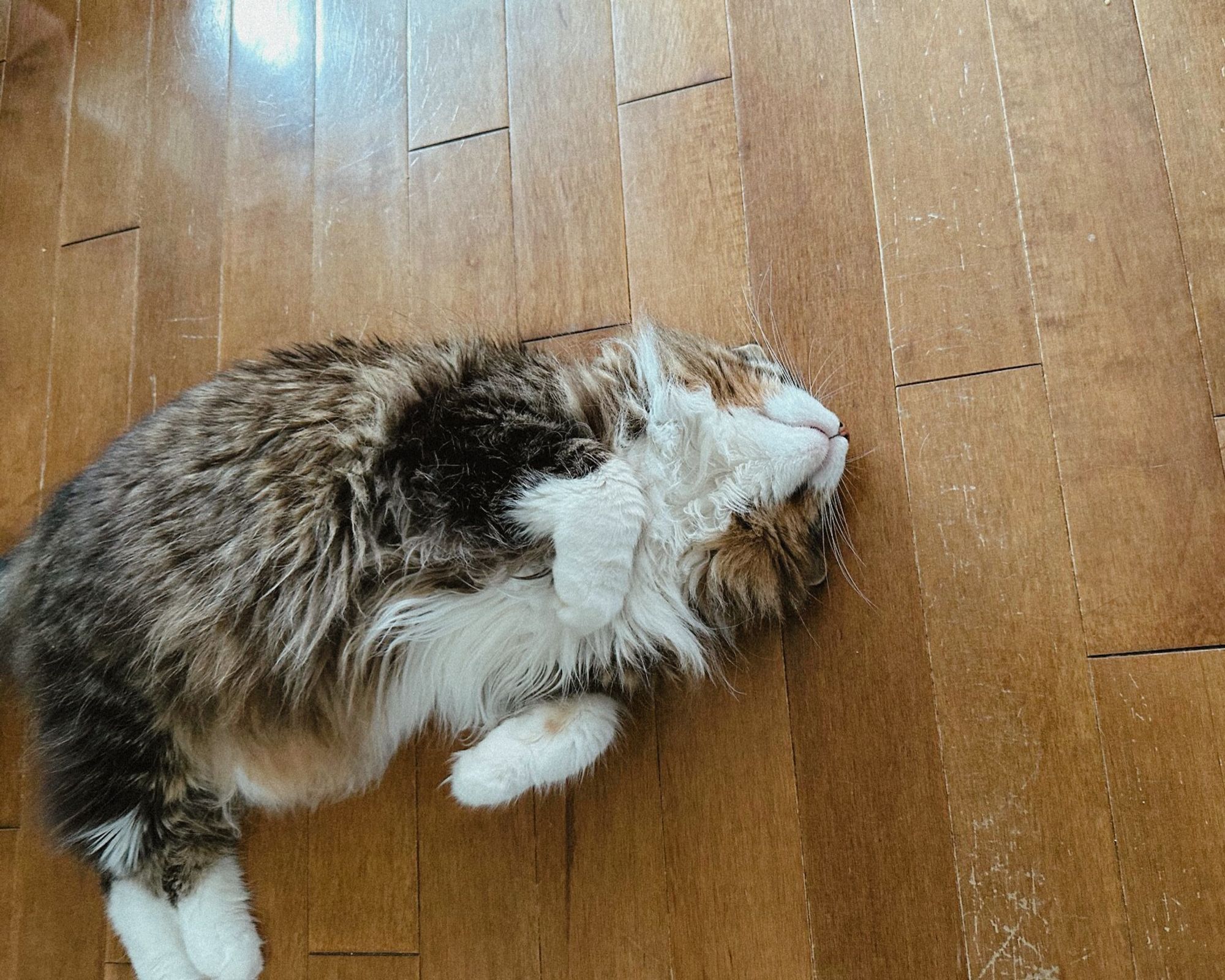 Photo of Winston, a brown and white cat with traits similar to a maine coon, laying on his back with both of his front paws folded back. He's trying to trigger our cuteness aggression by showing the underside of his chin.