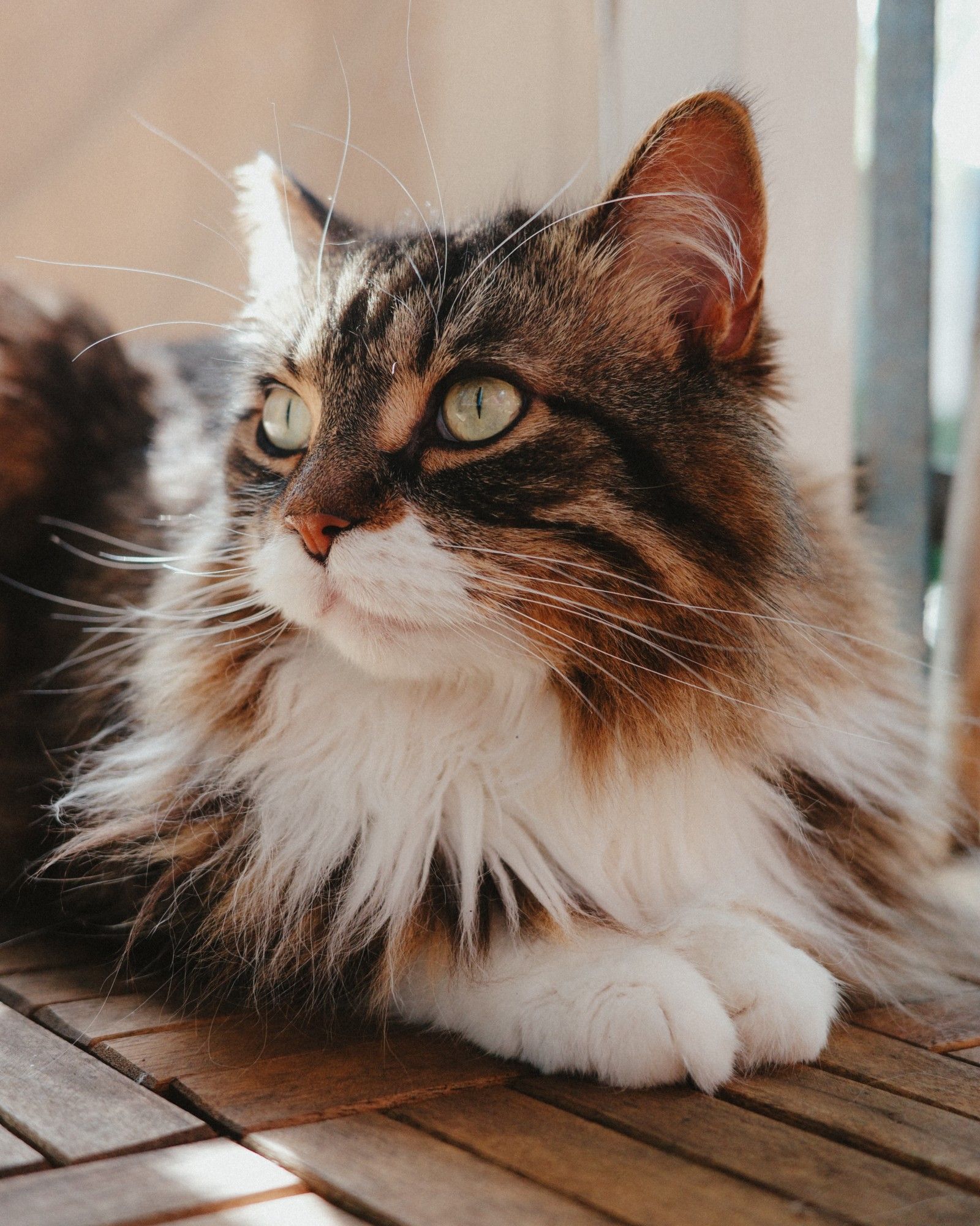 Photo of Winston, a brown and white cat with traits similar to a maine coon, looking to the left while loafing on a wooden tiled floor.