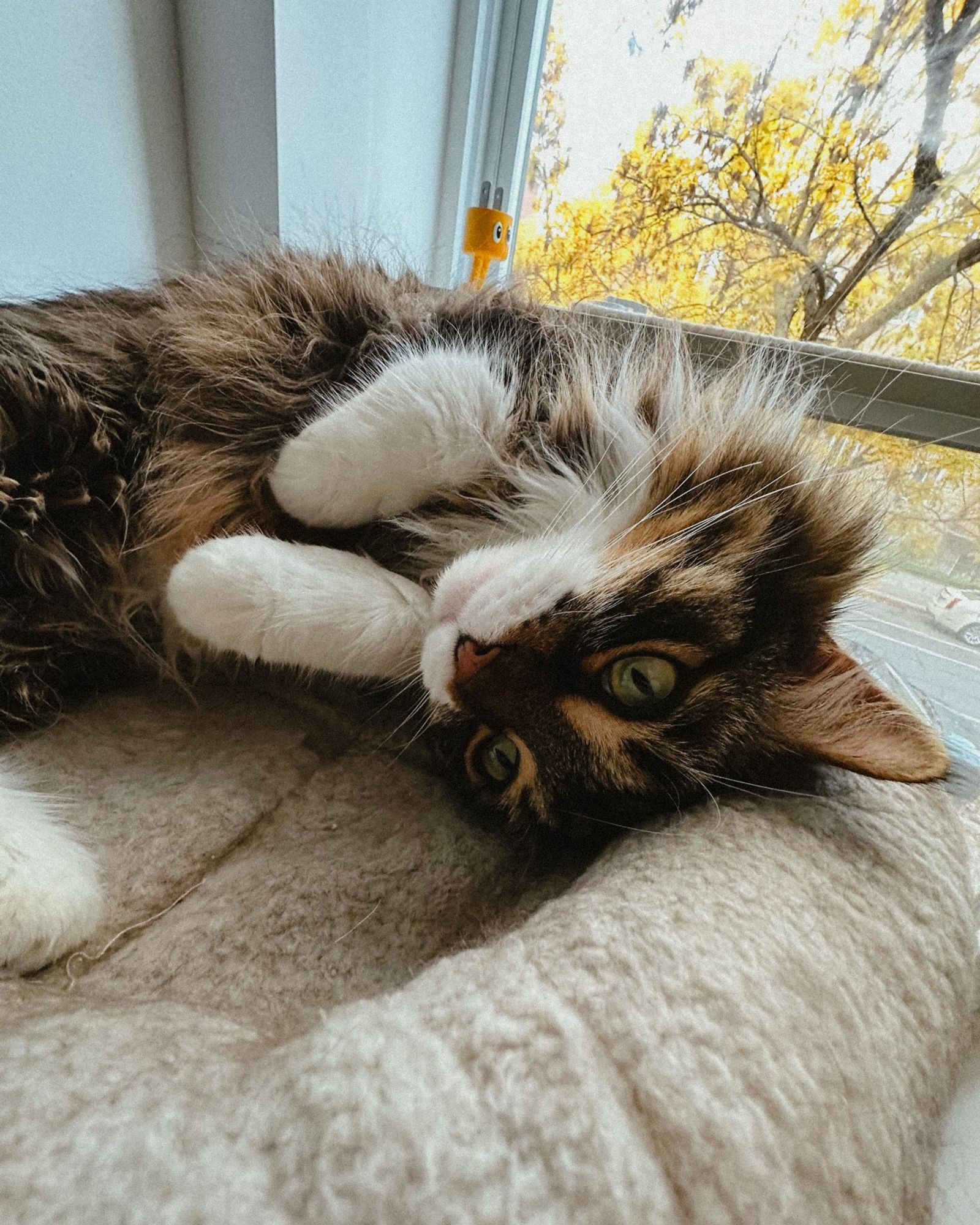 Photo of Winston, a brown and white cat with traits similar to a maine coon, laying on his back on the cushion of his cat tree, looking back at us with an upside down, tilted head with big eyes.