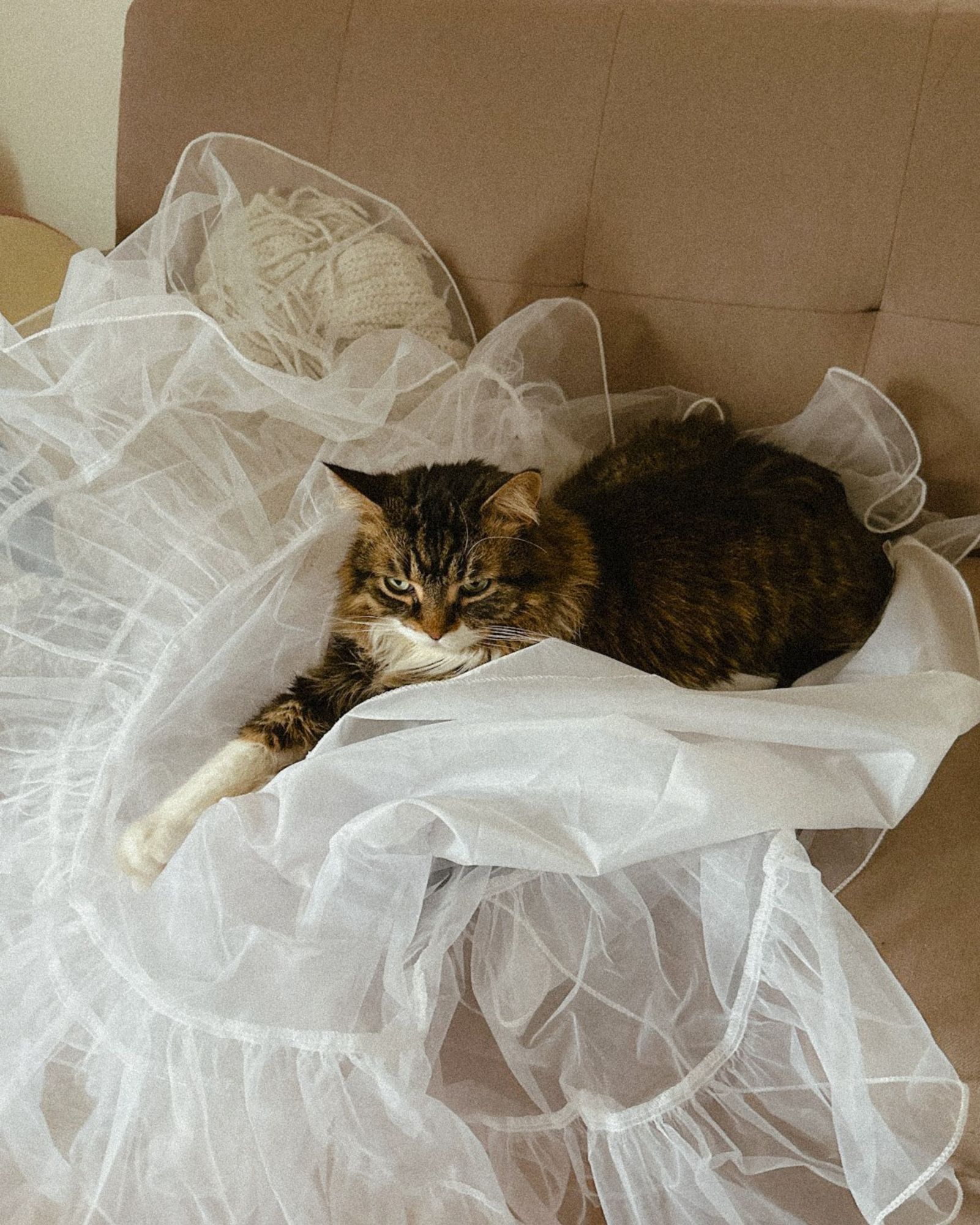 Photo of Winston, a brown and white cat with traits similar to a maine coon, laying on a puffy white tutu with his paw stretched out.