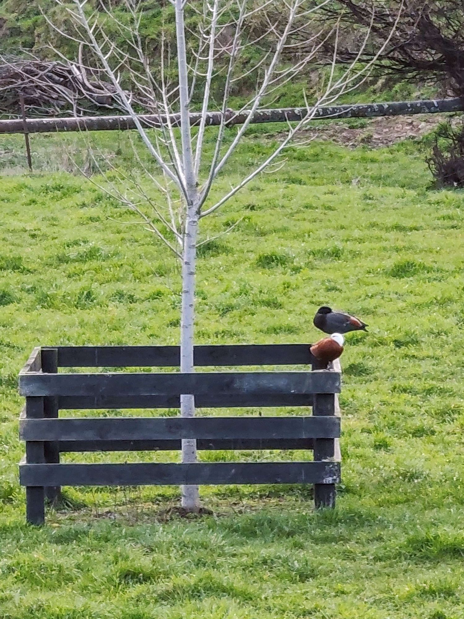 A pair of paradise shelducks, sleeping on a fence line in a field.