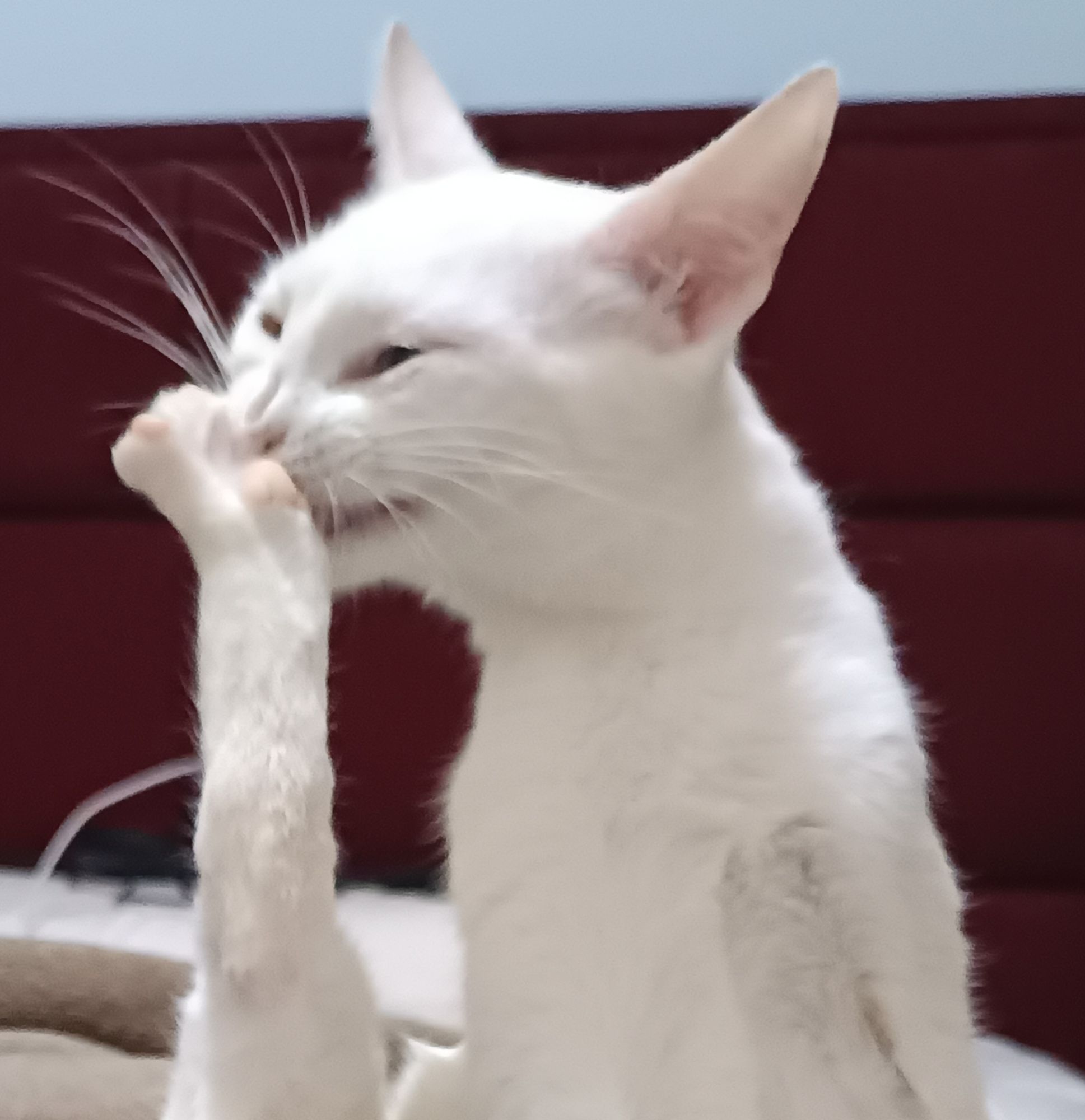 gato branco com a pata na frente da boca rindo depois de fazer uma maldade