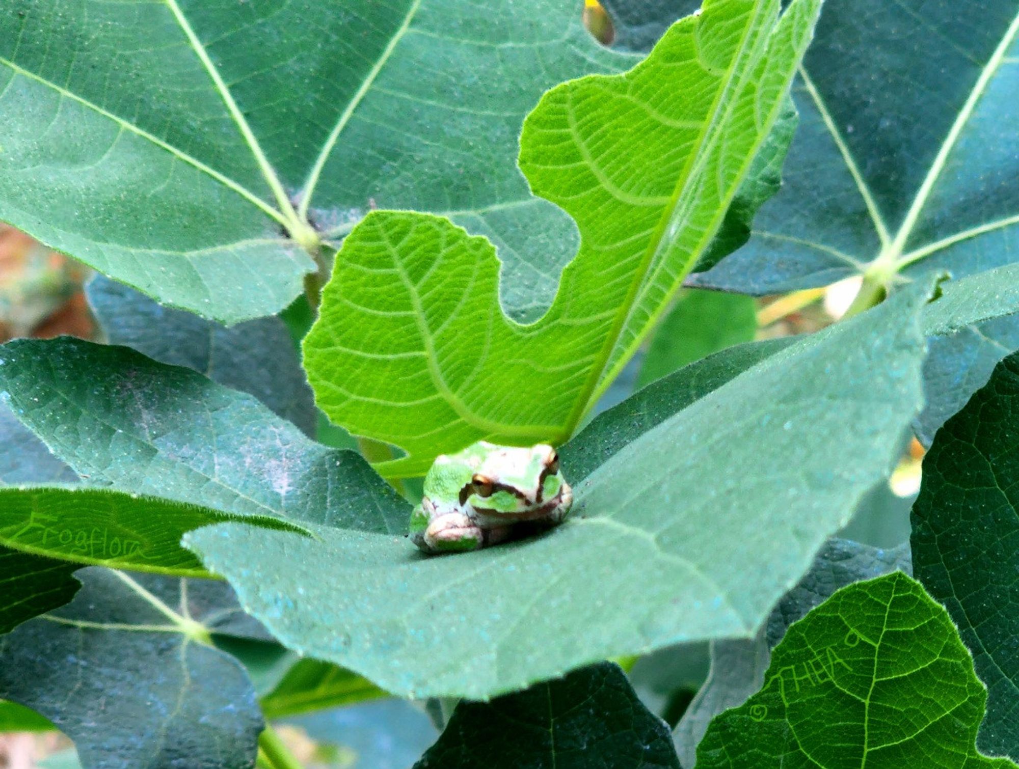 A pacific treefrog sits on matching vibrant green fig leaves. 🐸☘️