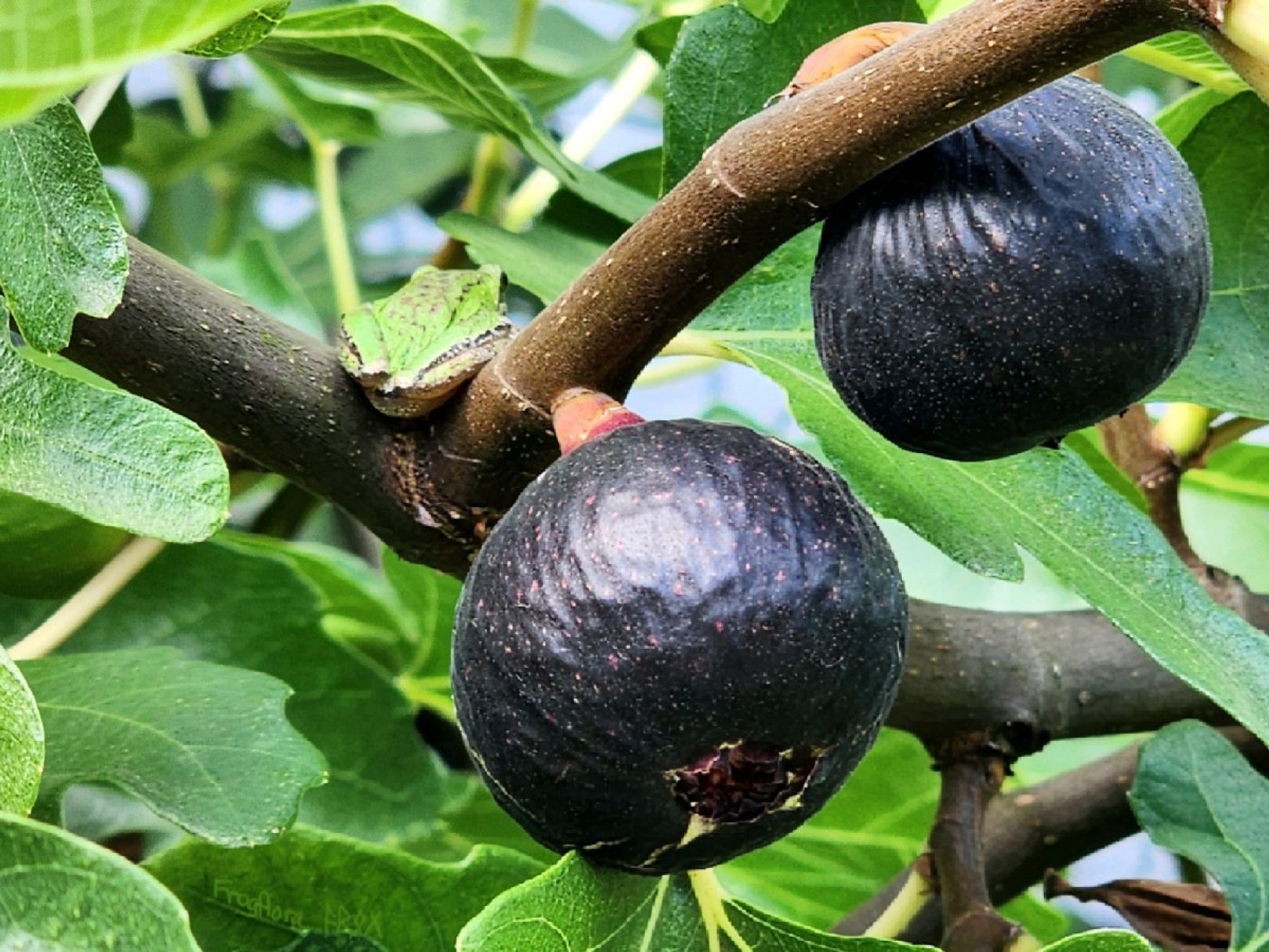 A pacific treefrog sits above ripe black bordeaux figs on a branch.