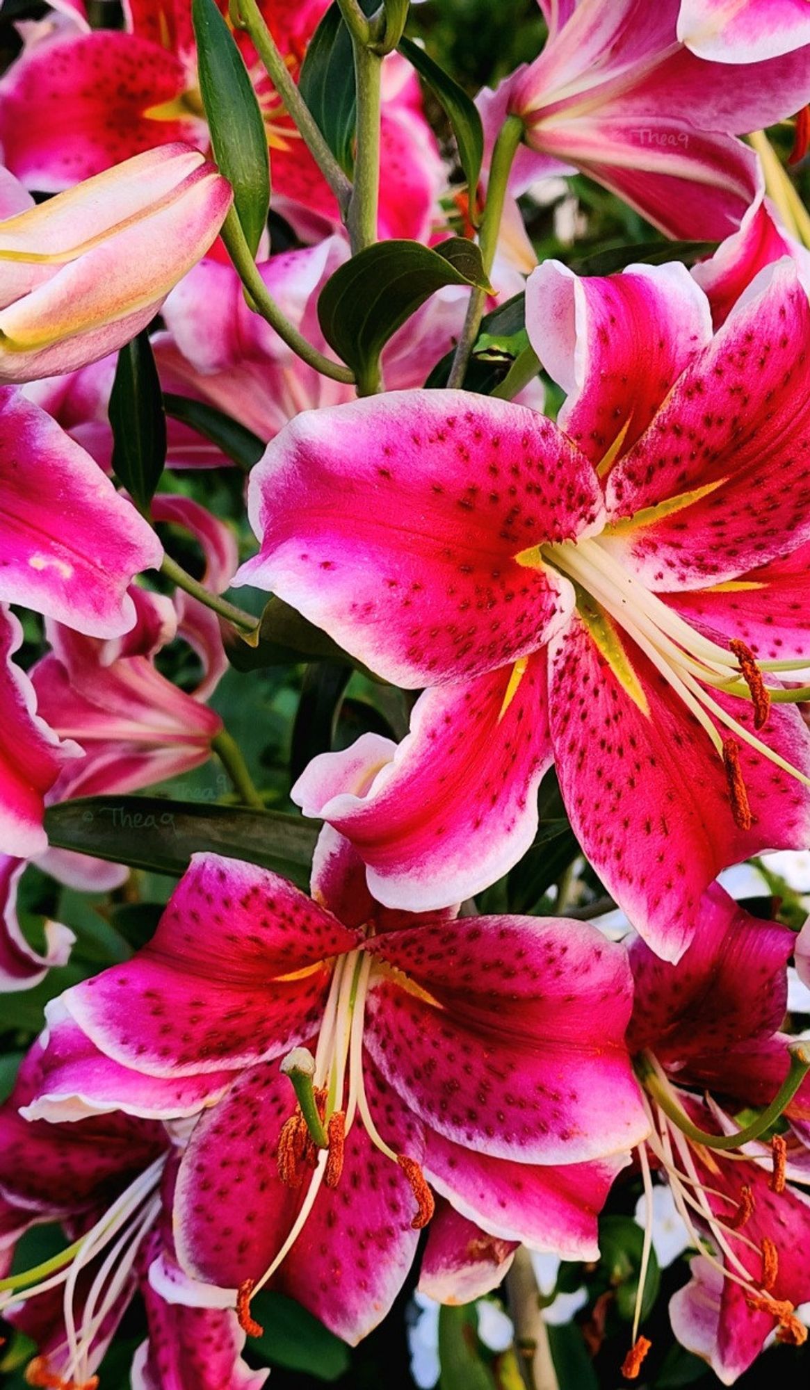 ¿Do you spot the tiny pacific treefrog hiding among fragrant stargazer lilies? 🌸🐸