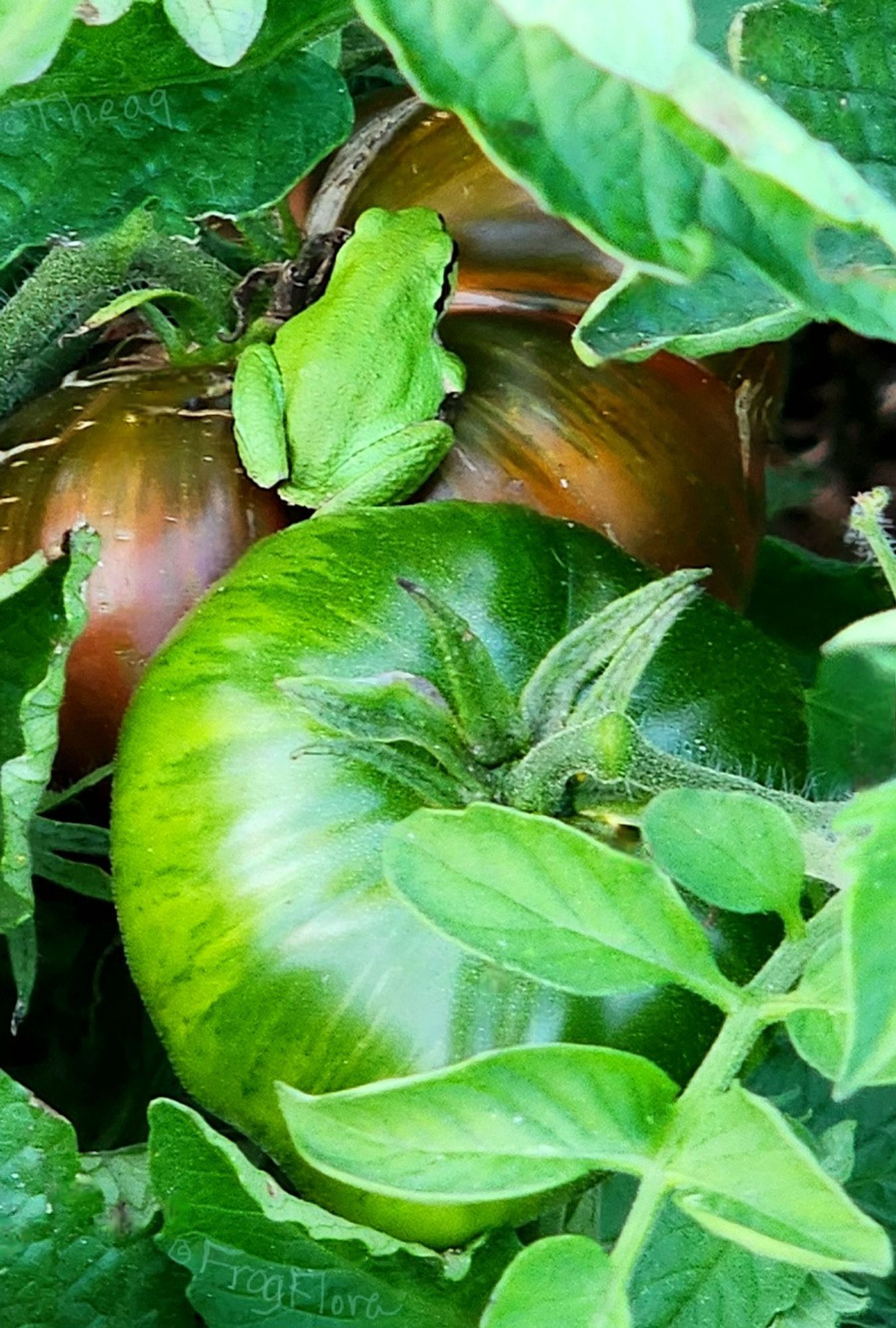 Pacific treefrog : Protector of heirloom tomatoes, slayer of fruitflies & stinkbugs. 💚