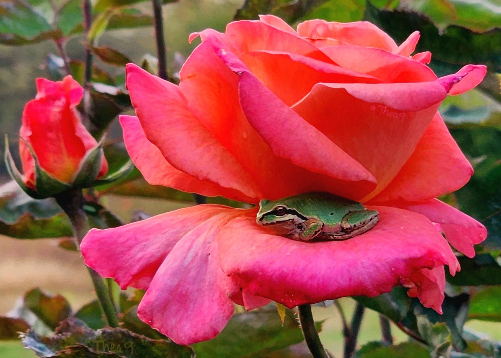 A plump green pacific treefrog contentedly lounges on the lower level/petal of its fragrant sunset-colored rose hotel. 🐸🌹🏨