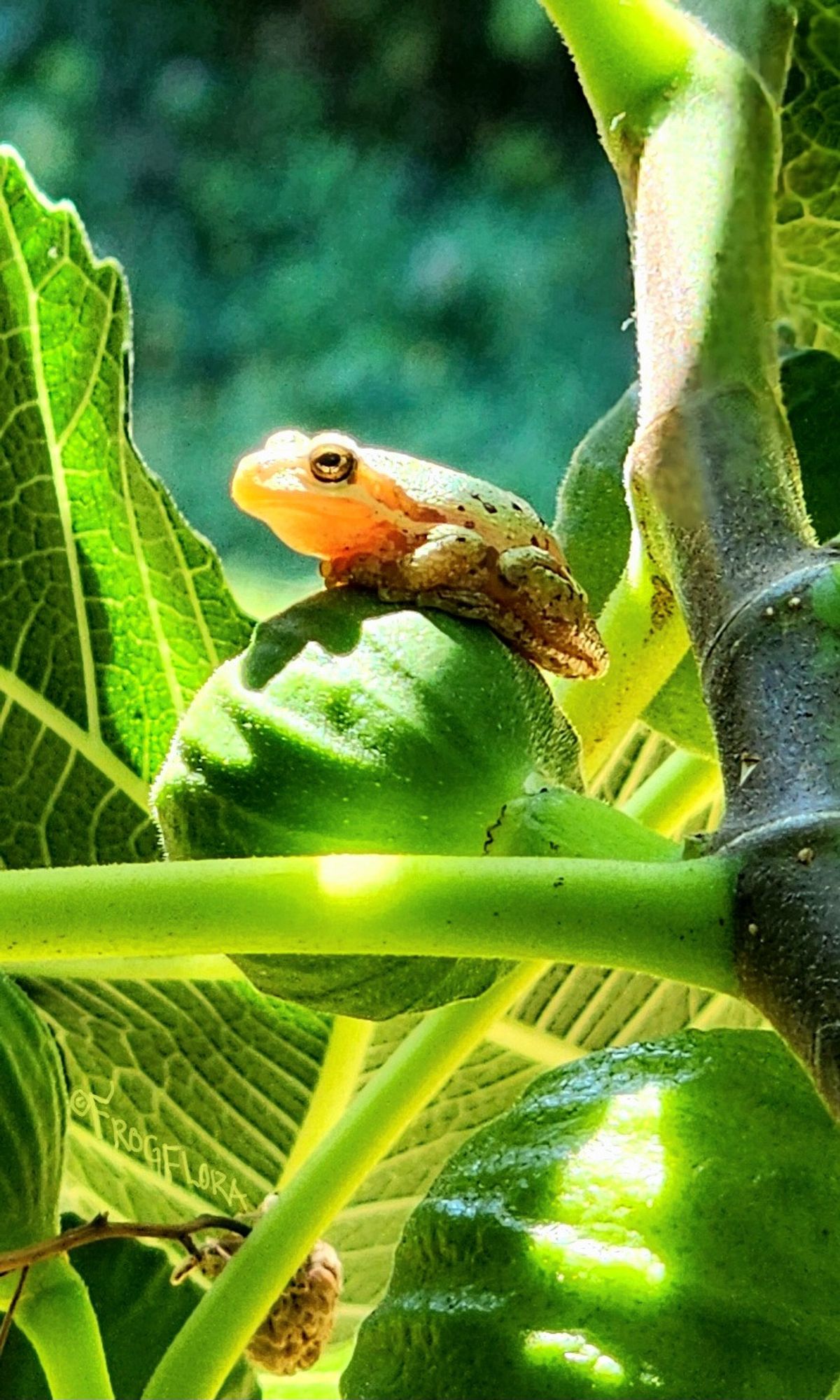 A strongly illuminated pacific treefrog perches on a green fig under a September sunbeam. 🐸