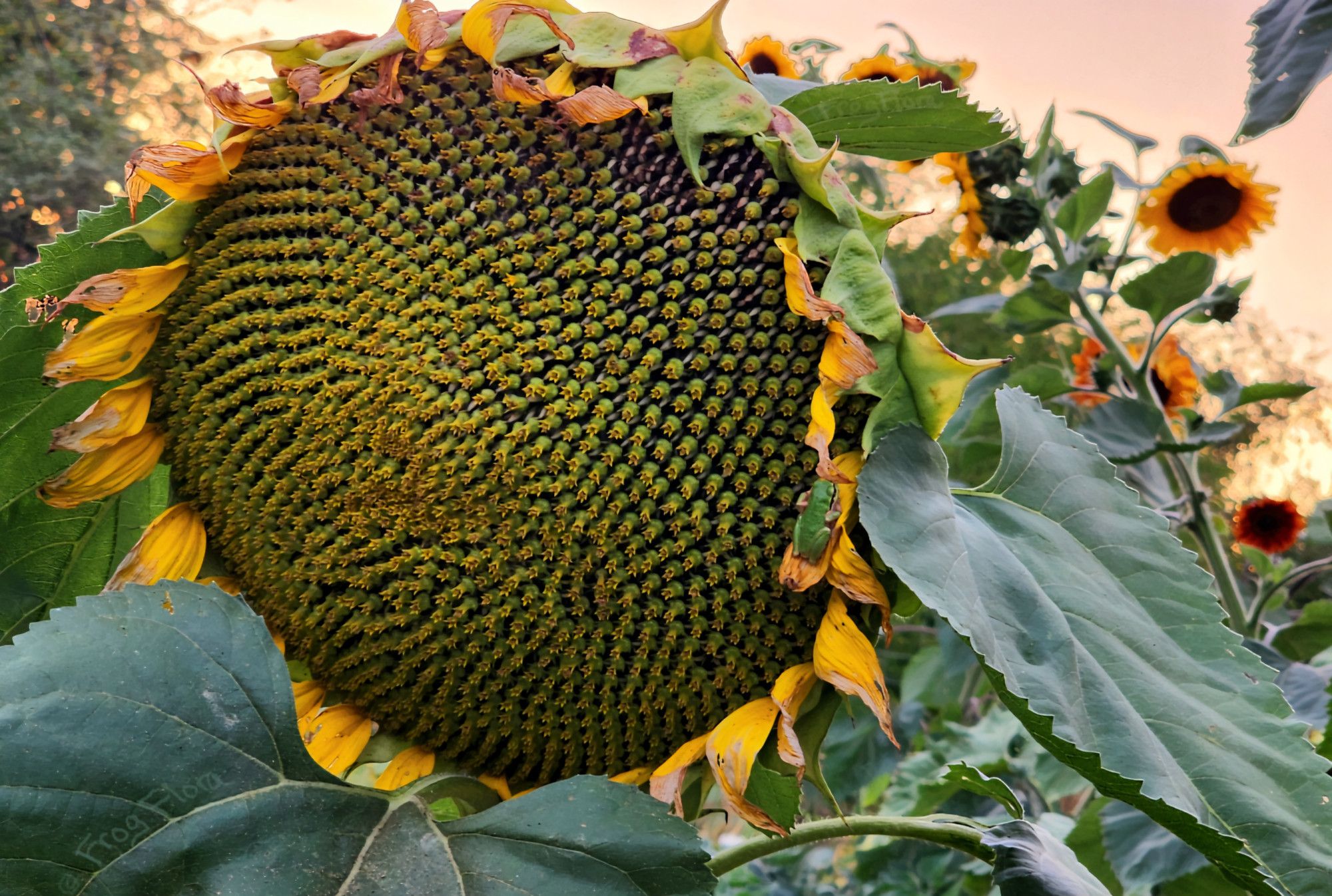 A green pacific treefrog sits on a petal of a large headed yellow sunflower as the sun sets on National Sunflower Day. 🌻🐸✨️