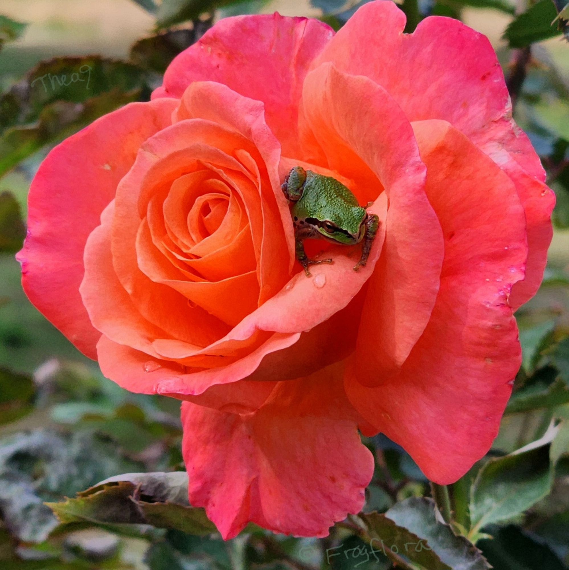 A little green treefrog poses perfectly on a fragrant sunset-colored rose for the autumn/fall equinox. 🐸 🌹