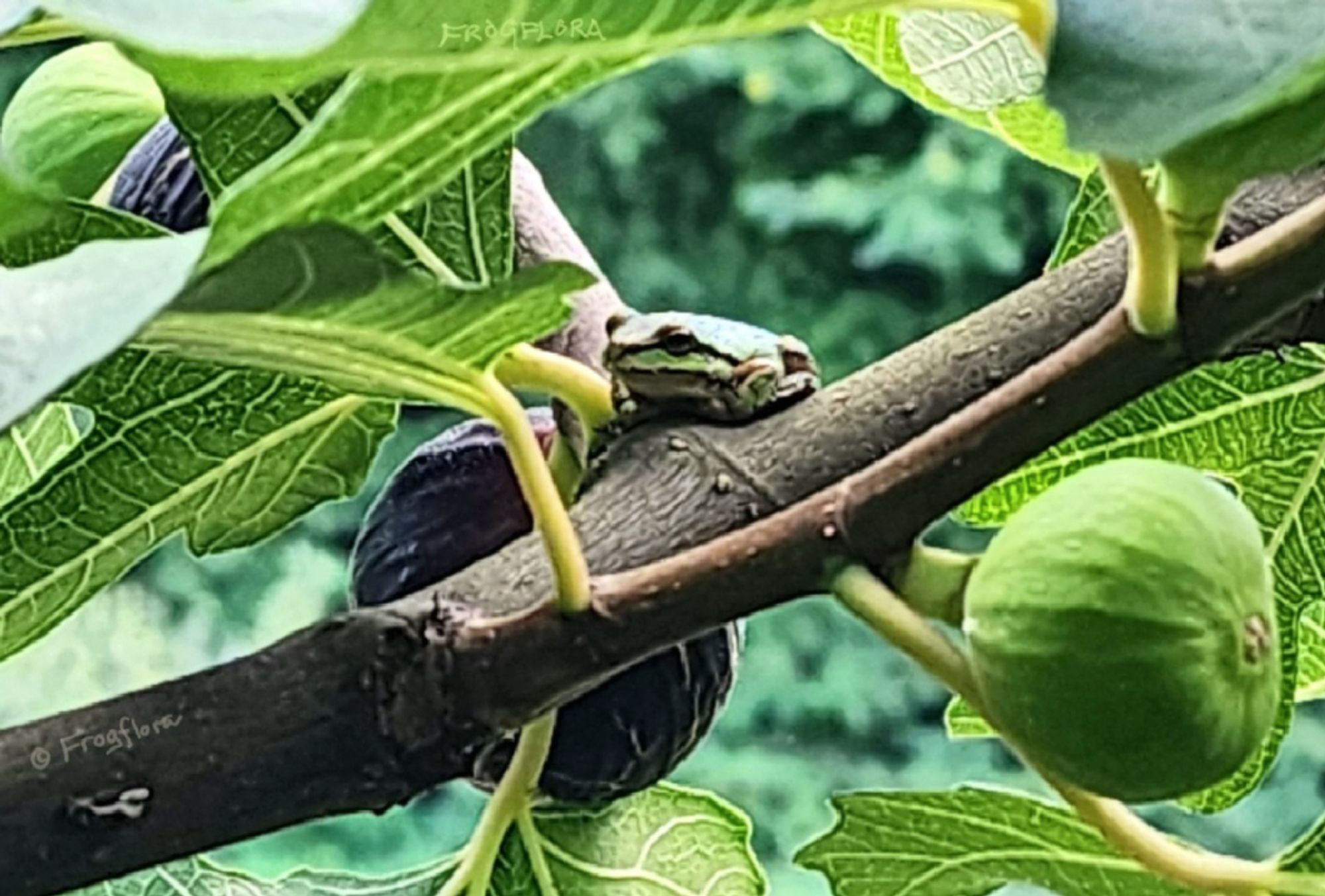 A green treefrog sits on a branch between ripening bordeaux figs.