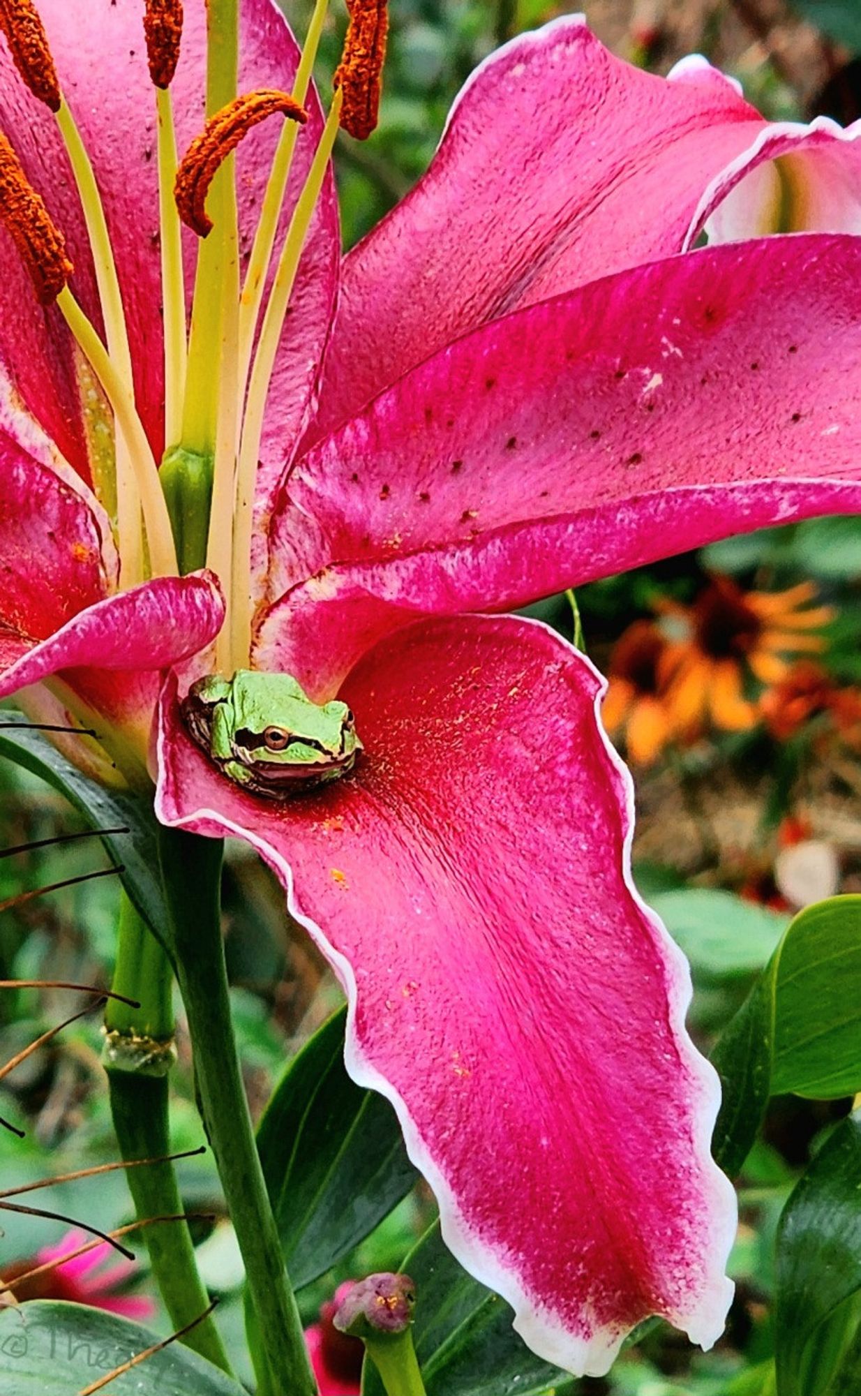 A green pacific treefrog sits at the base of a complementary colored large red oriental lily on (flower) frog friday.