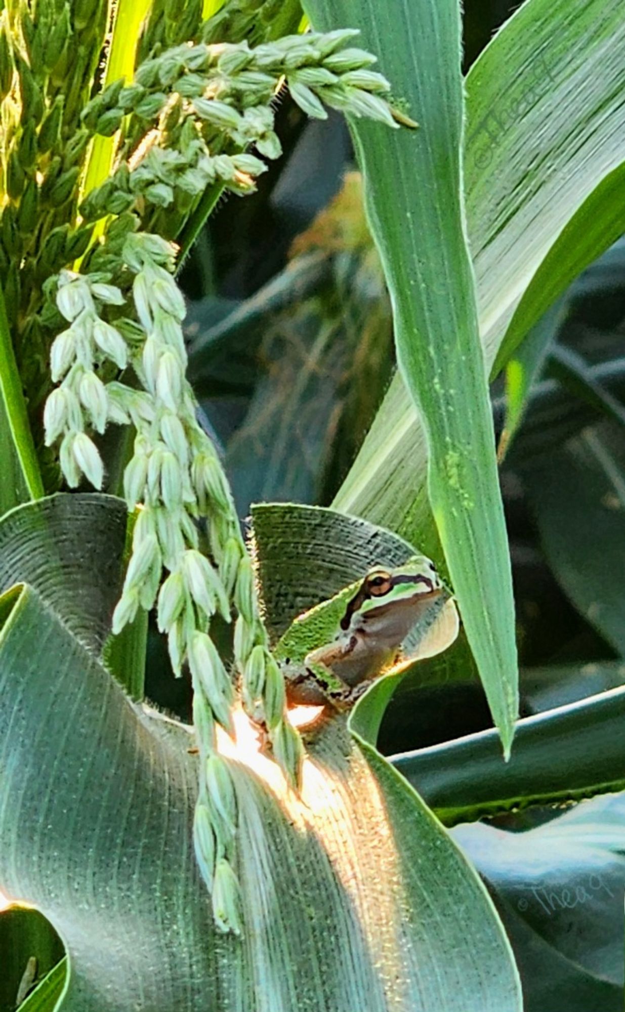 A green pacific treefrog sits among sun dappled leaves of a corn plant. 🐸 🌽