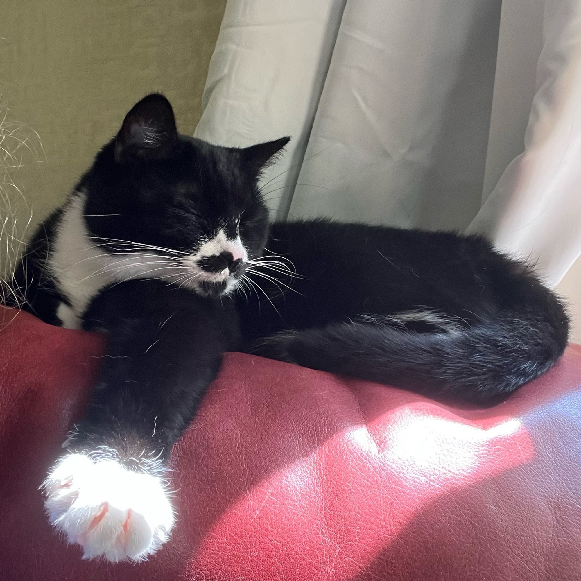 A shorthair, mustachioed tuxedo cat lounging in a sunbeam with one bemittened paw stretched toward the camera. Her eyes are closed and she looks very relaxed