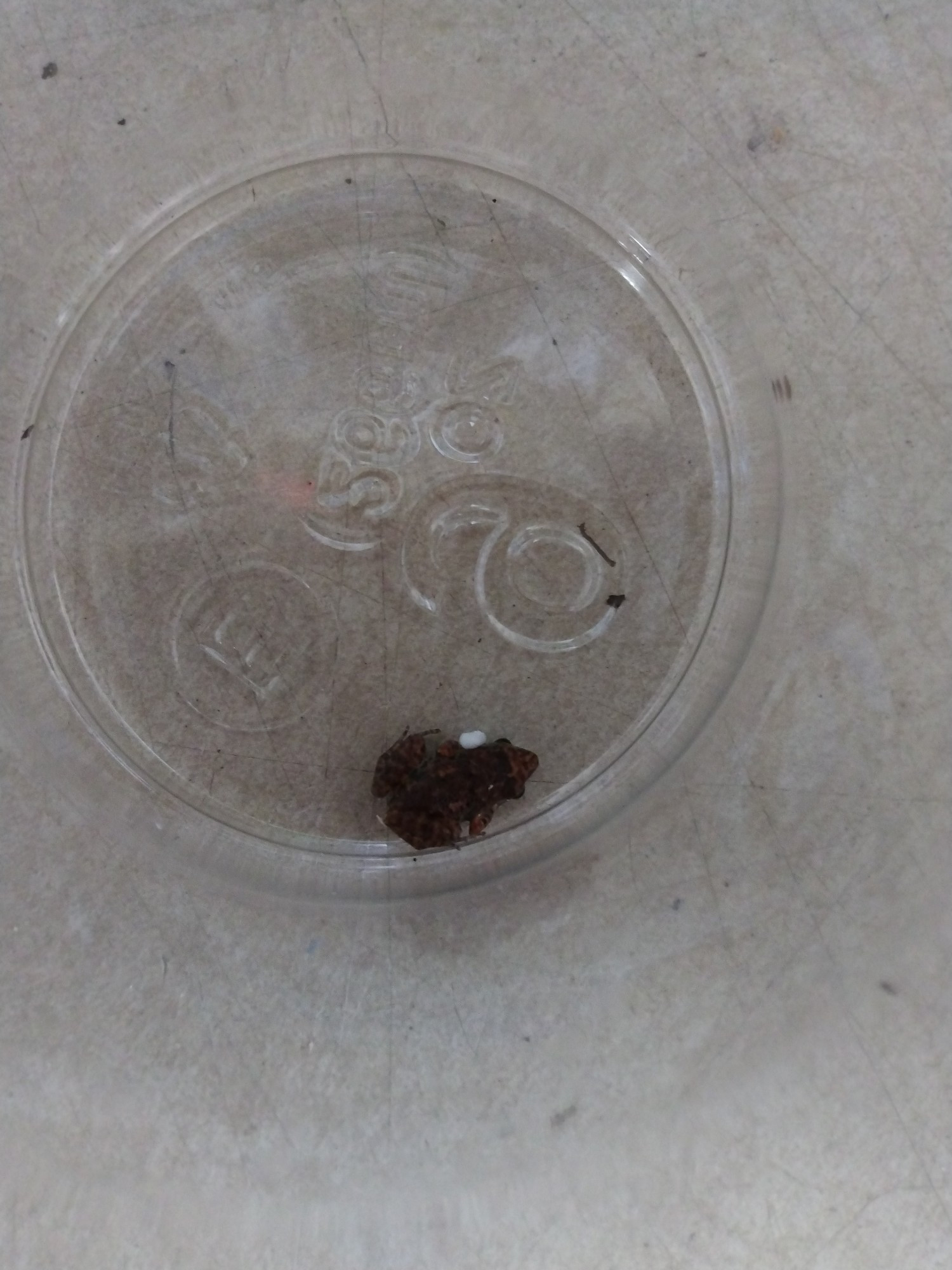 A tiny, dark colored frog that could fit on a dime or sit on the tip of your finger. Top down view of it sitting inside a clear cup it was captured in.