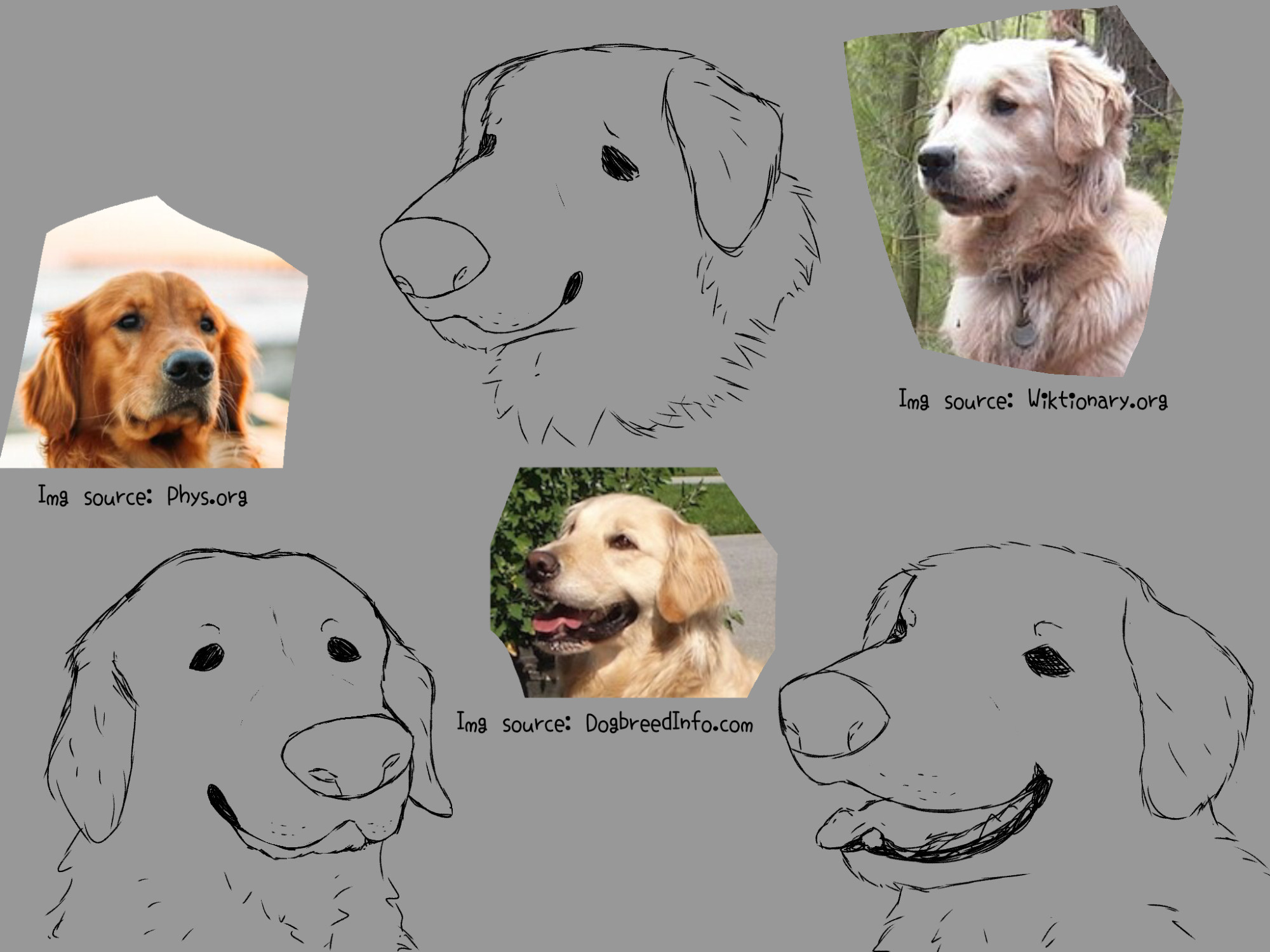 Three line art headshots of golden retrievers with reference photos next to them