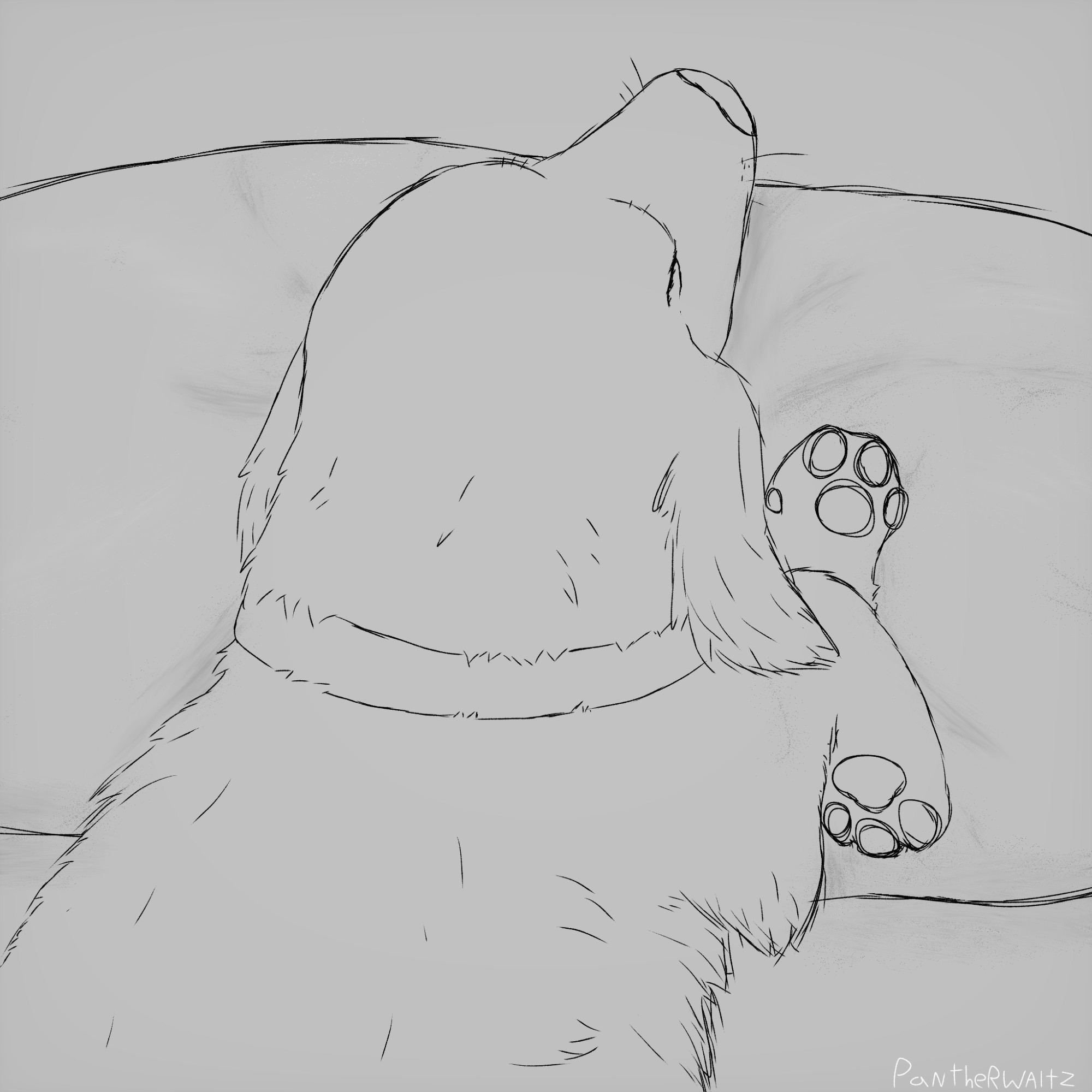 Line art of my dachshund sleeping on a pillow