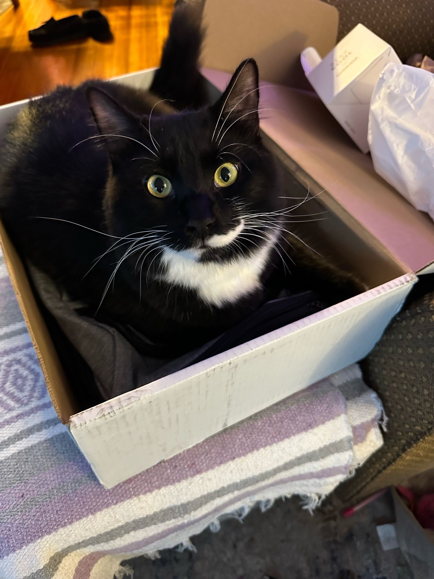 A black cat with white chin and whiskers sitting in a cardboard box and looking winsomely up at the camera