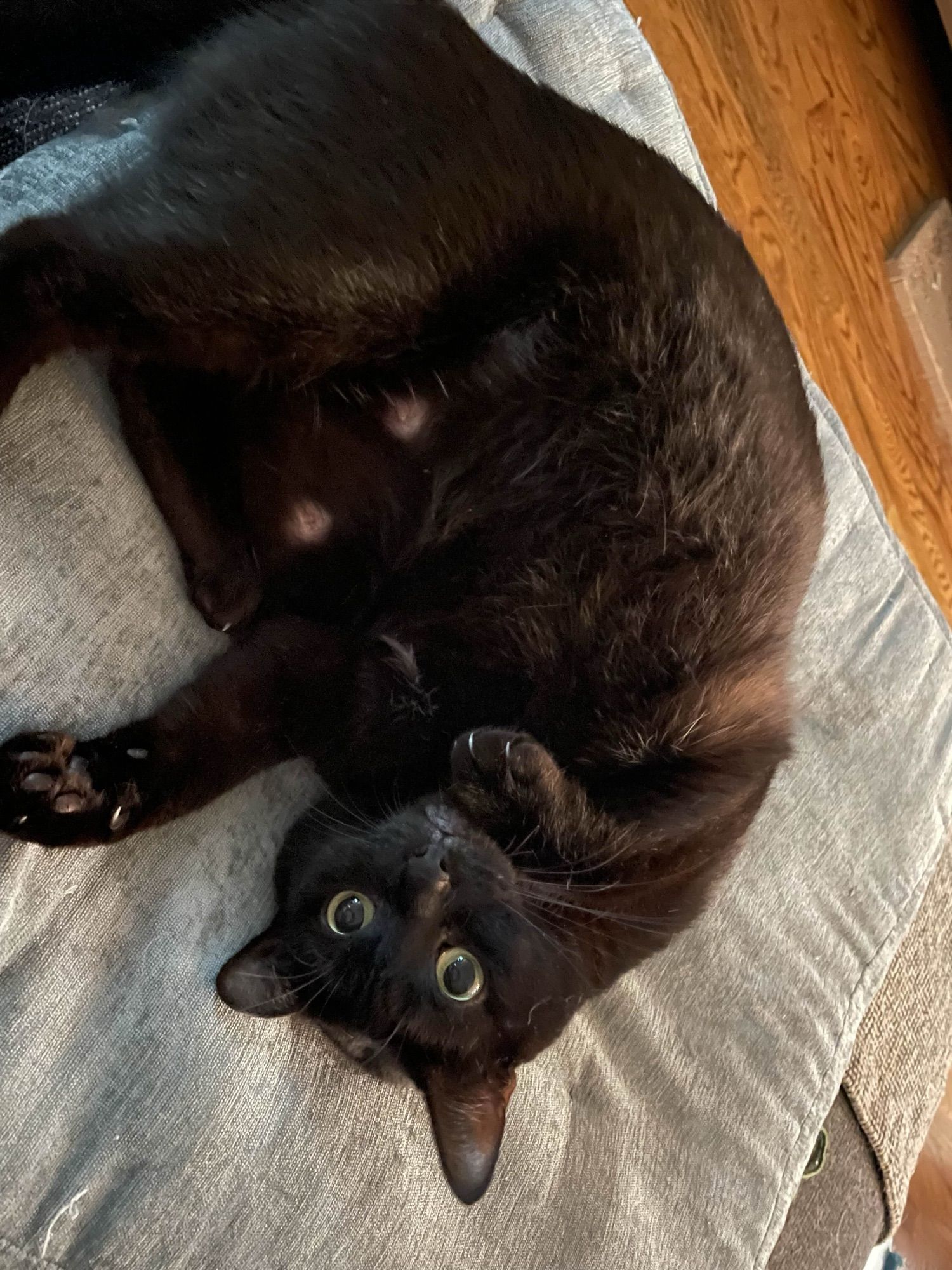 A black cat with wide open green eyes is looking adorable lying on a blue pillow, but also flexing some claws.