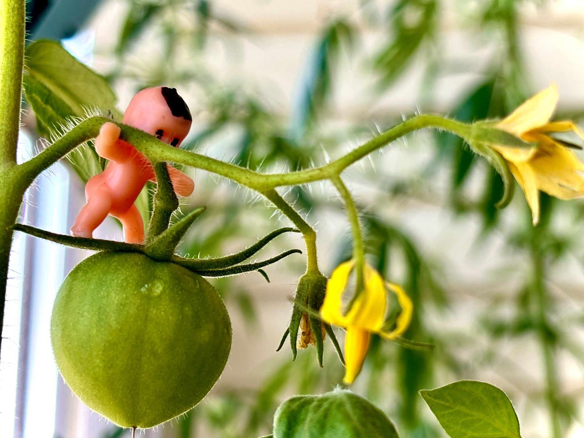 A flowering tomato plant with a single growing tomato, still young and green, with a tiny plastic baby nestled in the branch like a spiderbaby