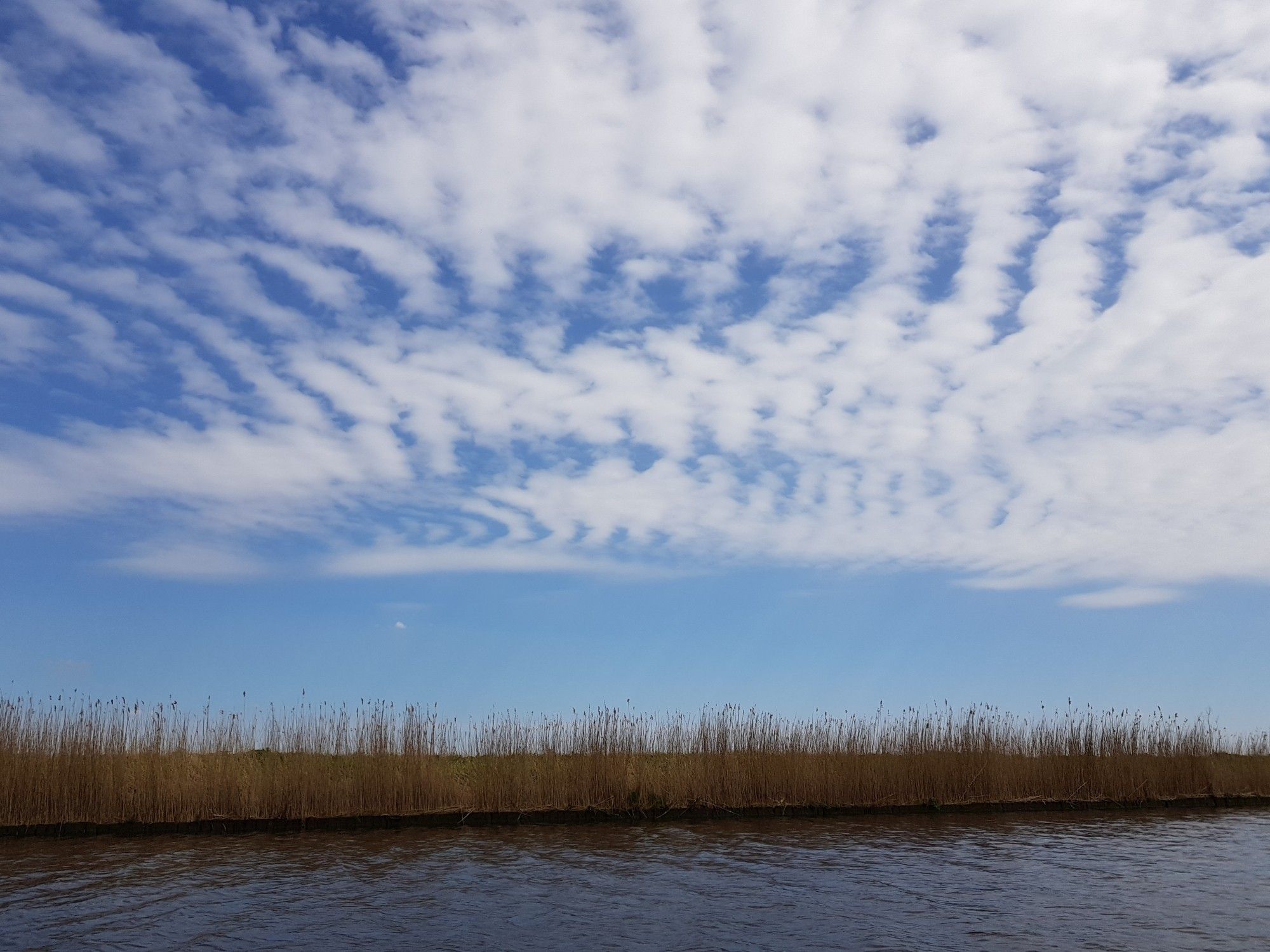 Rietkraag in Friesland