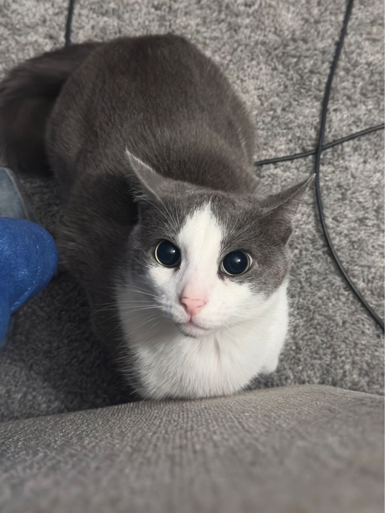 Photo of gray and white cat with airplane ears and large pupils 