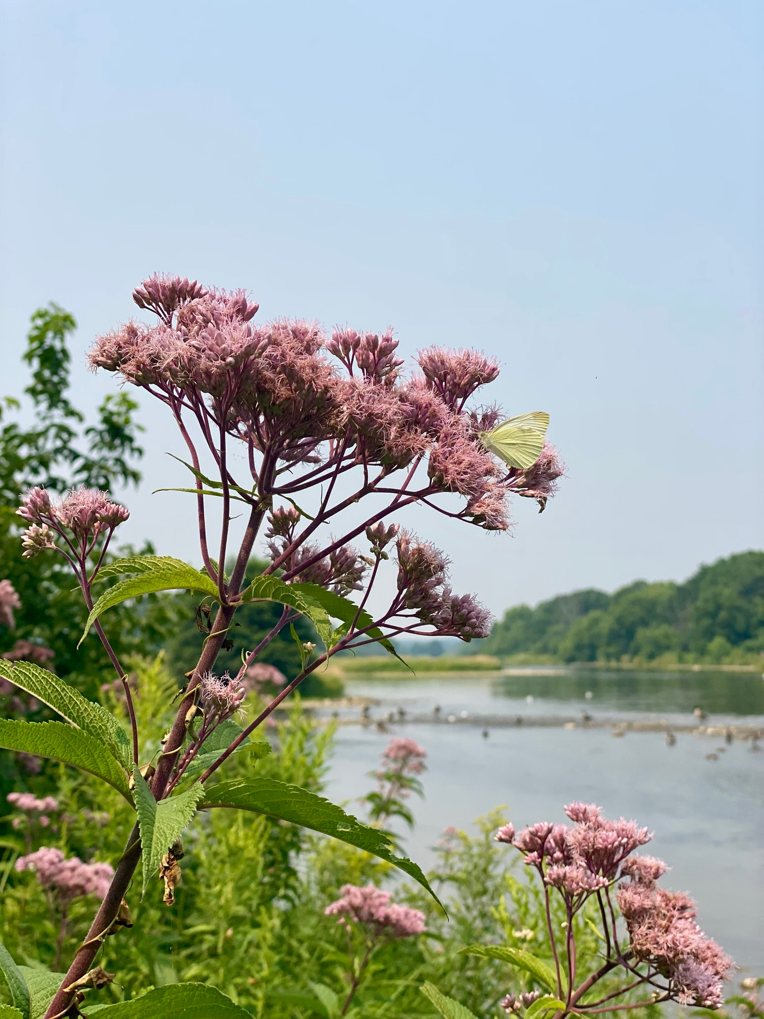 Tall and graceful Joe-Pye weed in Bloom with a tiny butterfly, enjoying the nectar. Large river and valley in the background. This is the Grand River in southern Ontario Canada.