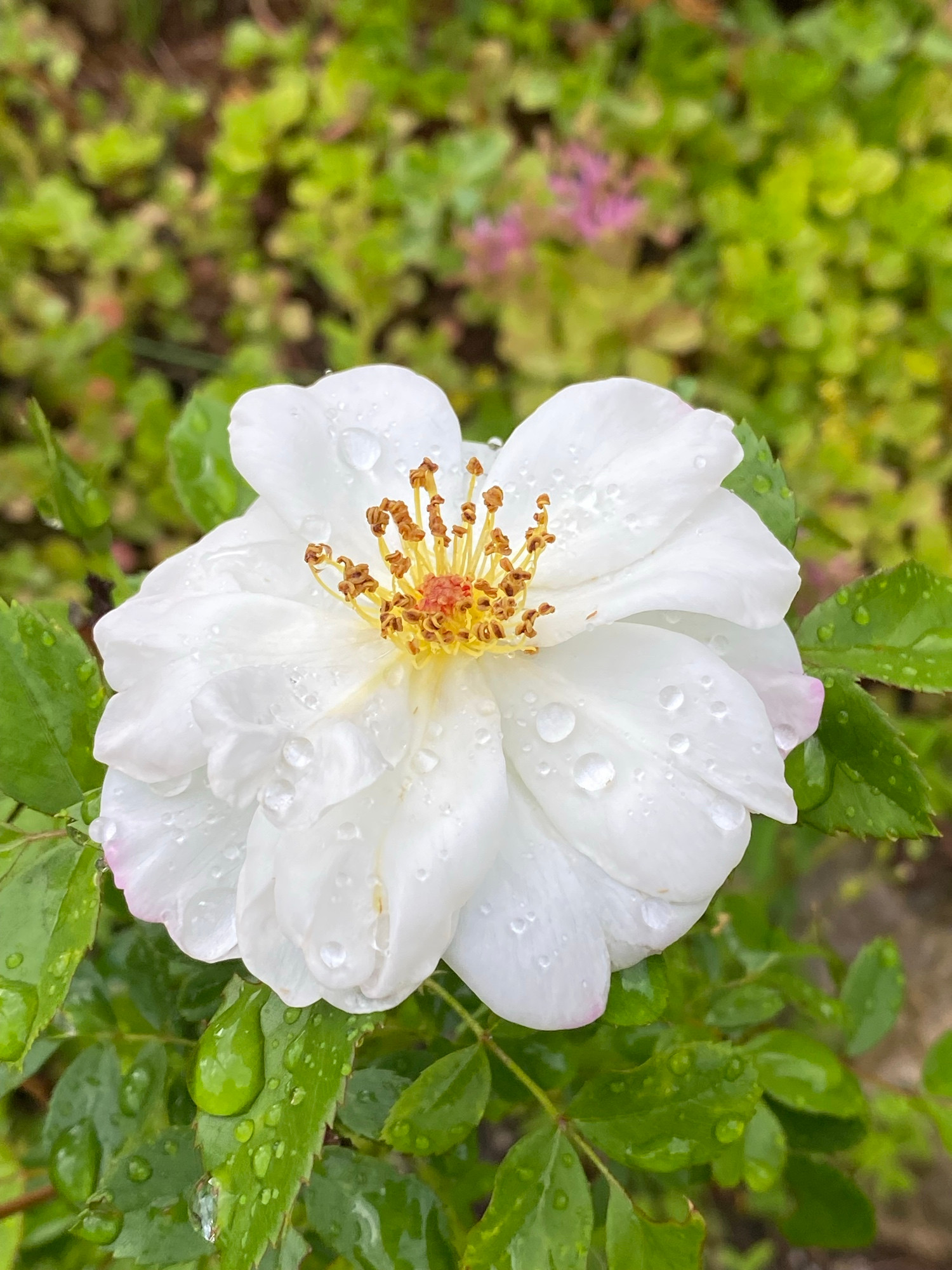 A beautiful white simple rose with a hint of pink around the edges and golden interior. This variety is called Oscar Peterson and smells divine.