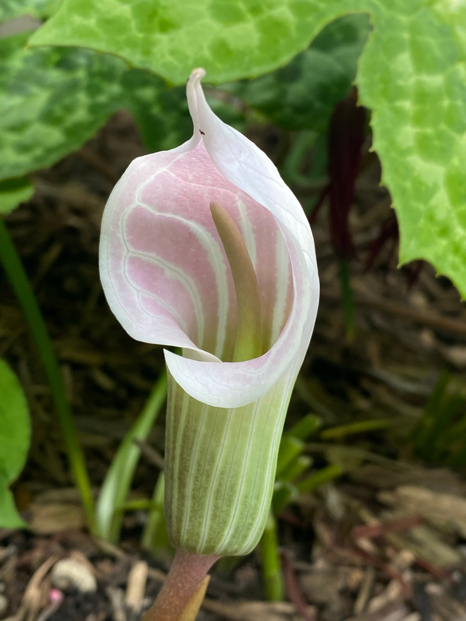 Close-up of a cobra lily flower with pale pink and white striped petals curling around a central spadix, surrounded by green foliage in a garden. 

Cobra lily (Arisaema species, possibly Arisaema sikokianum or Arisaema candidissimum)

