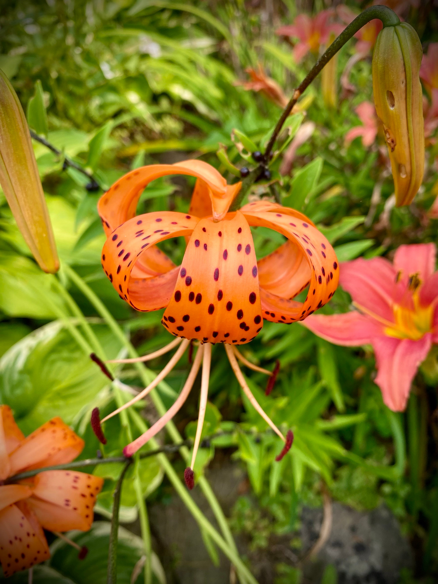 A beautiful orange tiger lily with black spots blooms amongst red daylilies. 