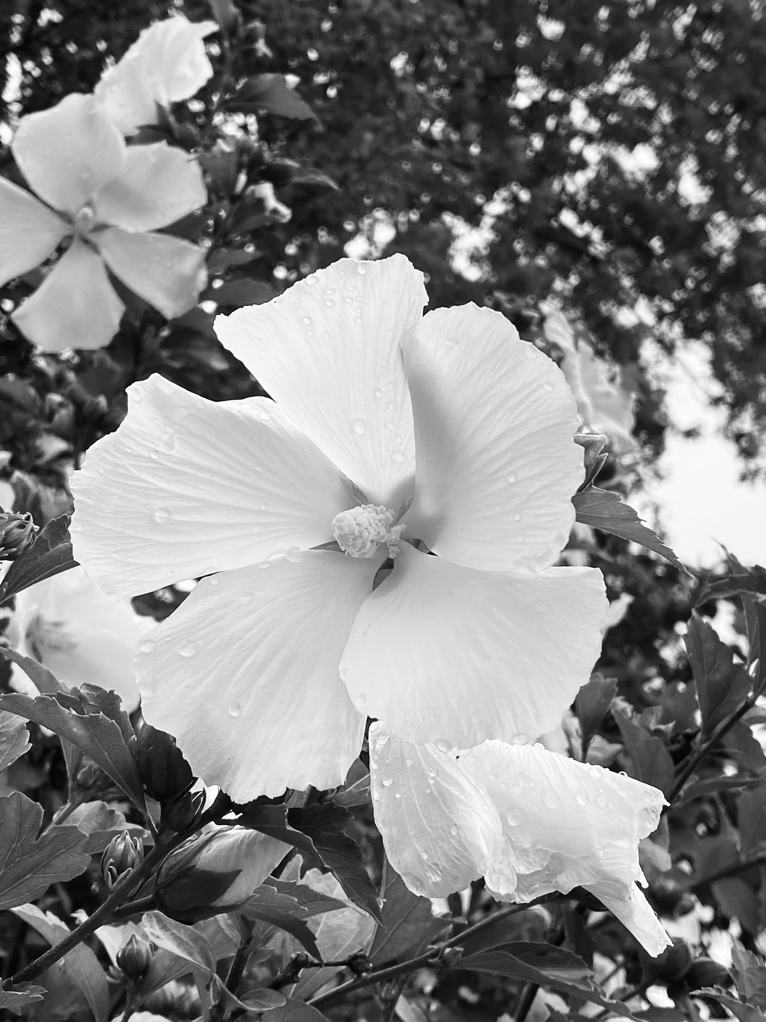 Just saw this in our neighbors yard today. It’s a hardy variety that can grow in a temperate environment… large white five petal blooms. I love these. 